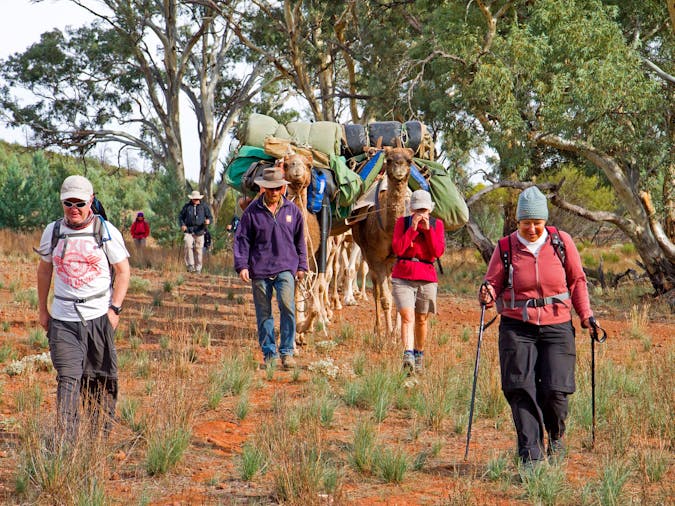 Remote Northern Flinders Camel Trek
