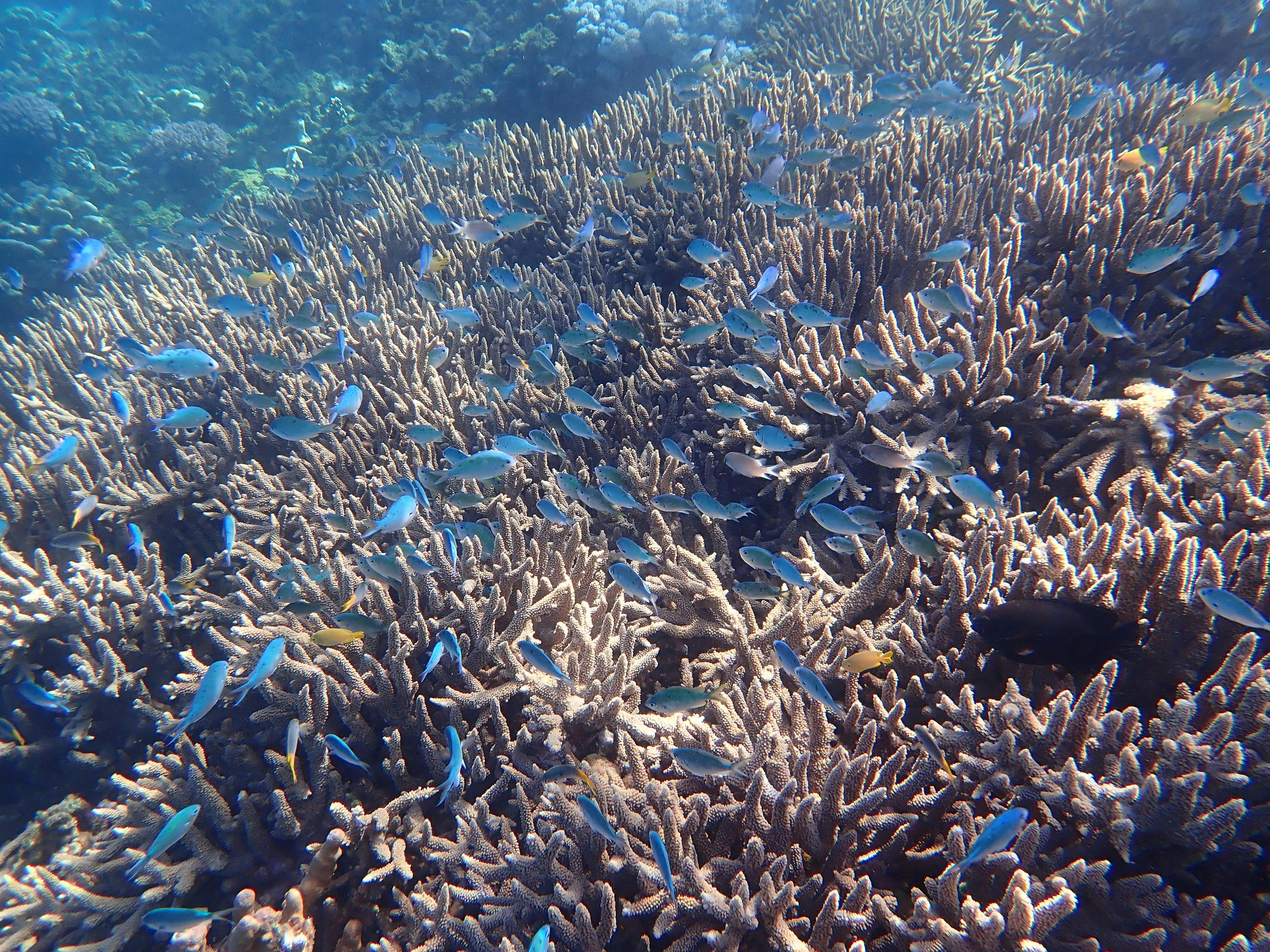 Colourful damsel fish swim amongst stag horn corals in the Whitsunday's