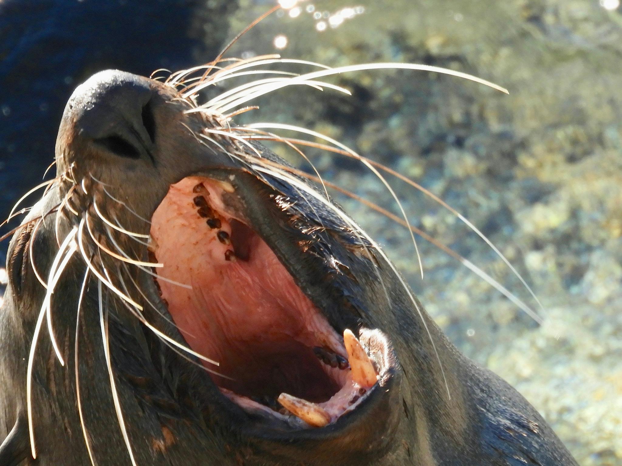 While visiting this are you will be able to see and photograph wild seals