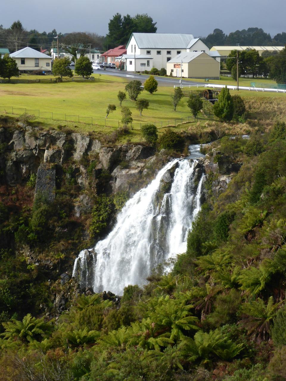 Waratah photo