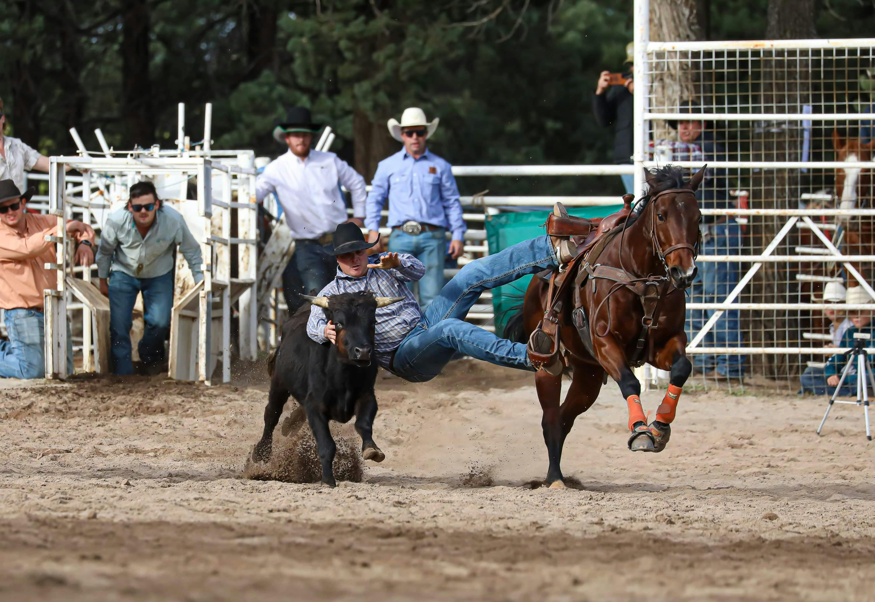 Man diving from horse to catch a cow