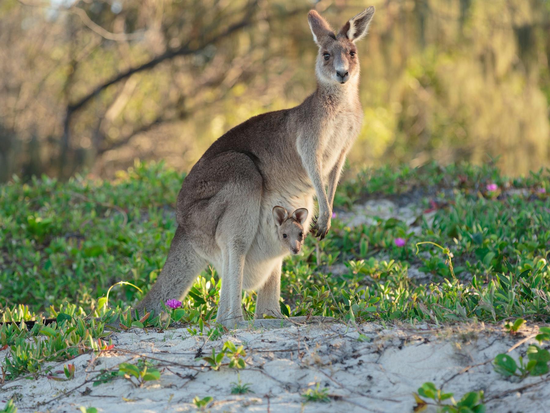 Kangaroos on Bribie Island