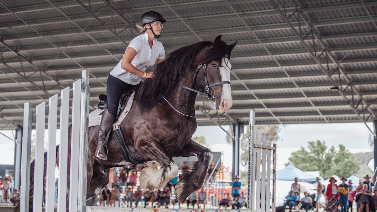 Shire Horse Jumping at Darling Downs Heavy Horse Festival