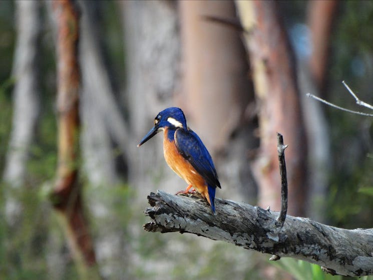 Azure Kingfisher sitting on a branch