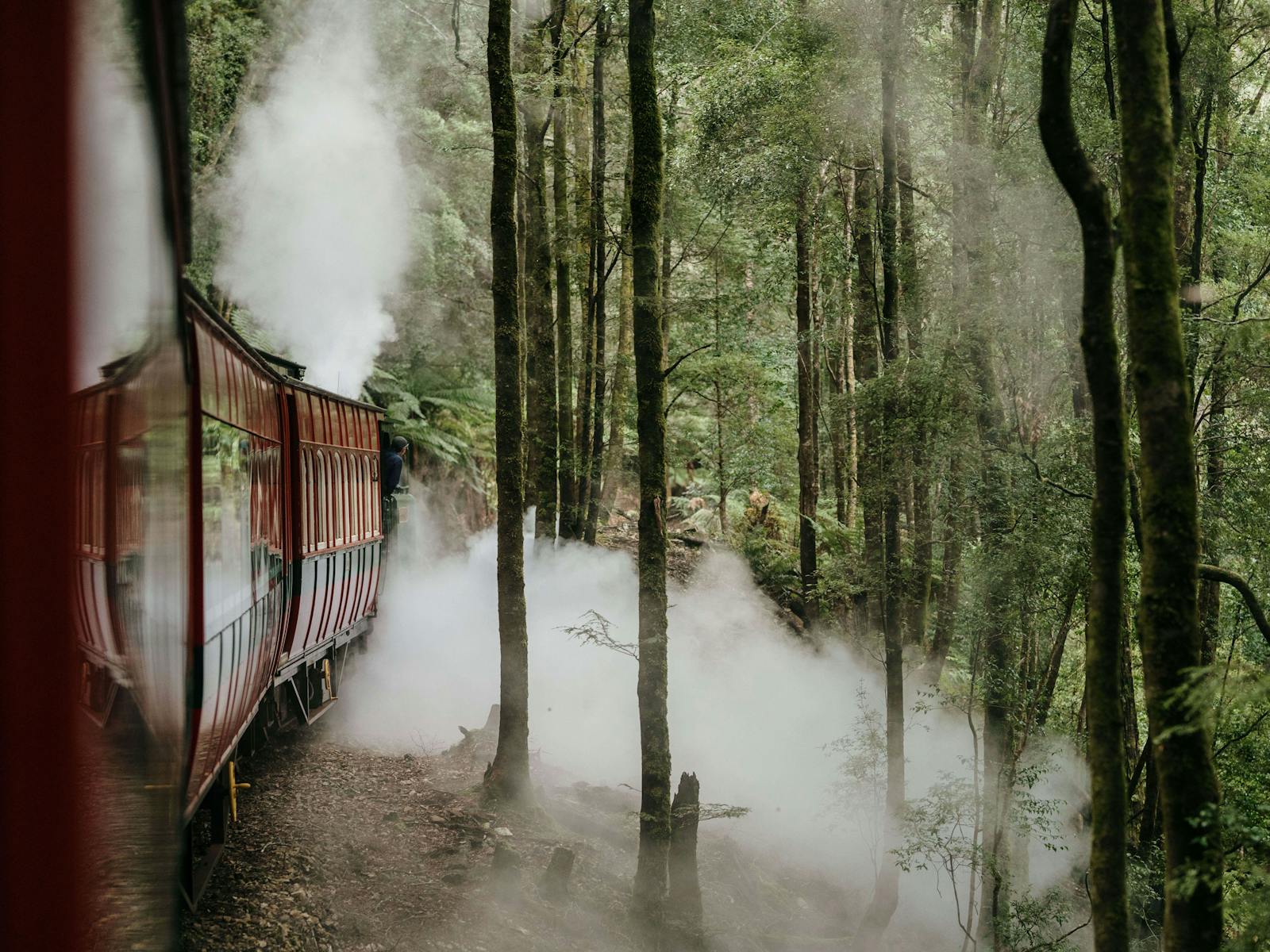 Train snakes through the rainforest
