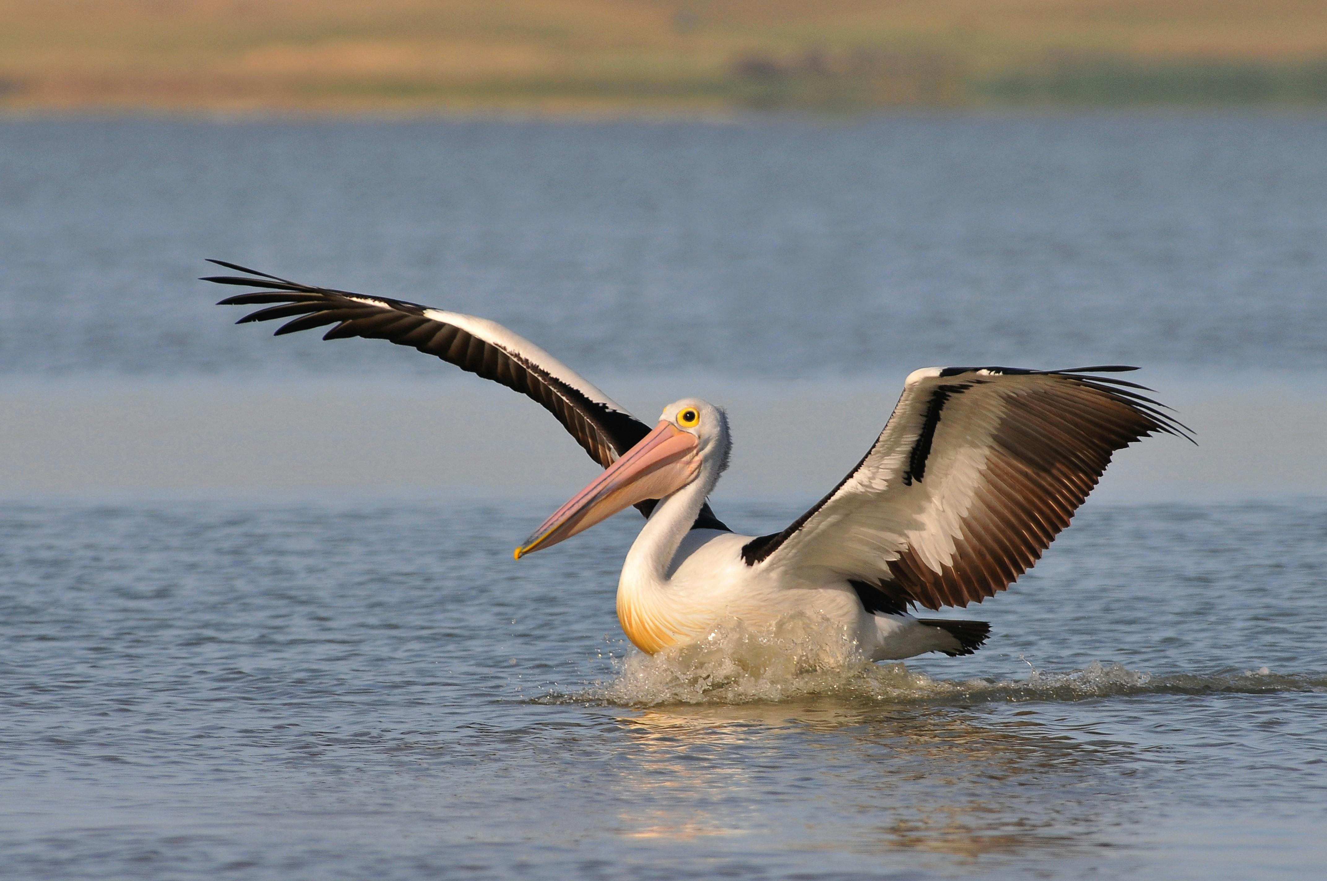 Australian pelican landing in the water