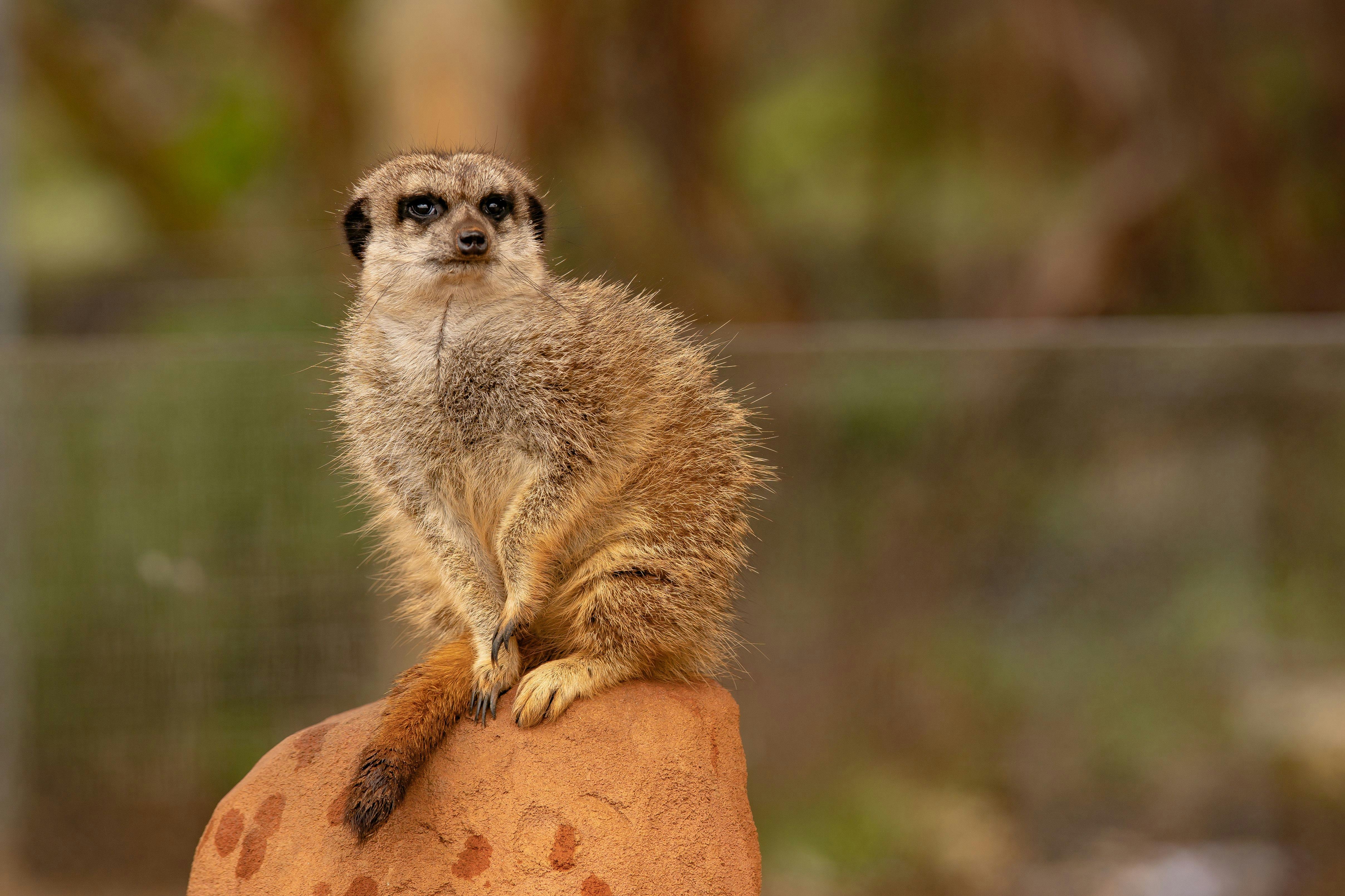 Monarto Zoo