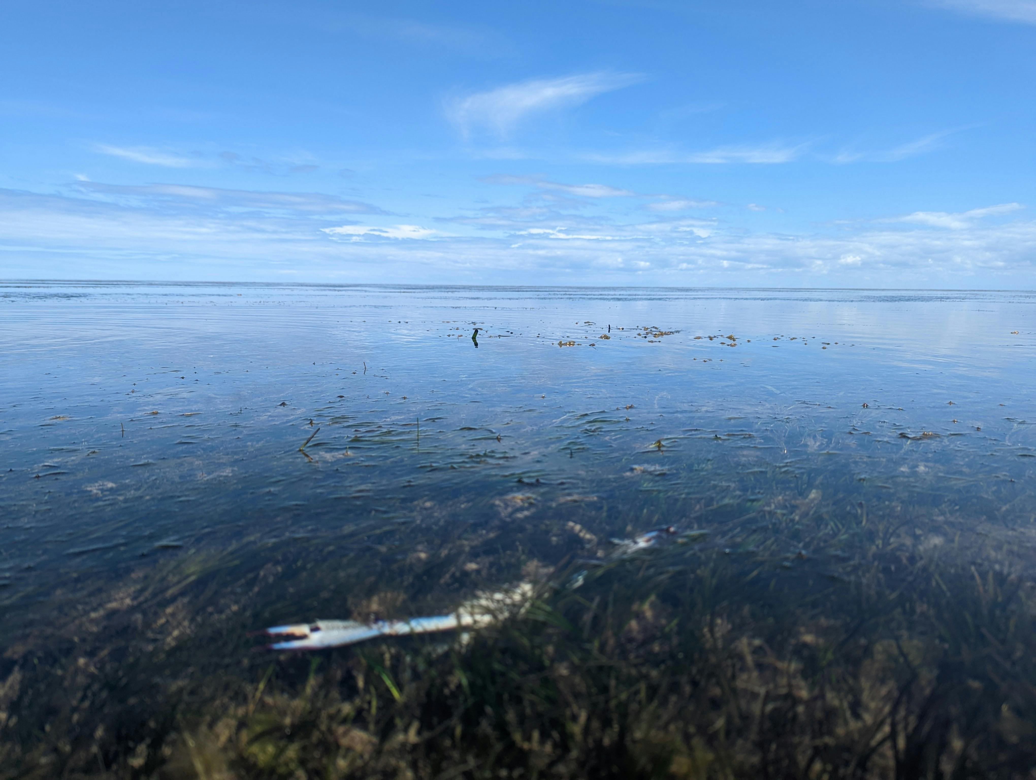 Blue swimmer crab catch and cook