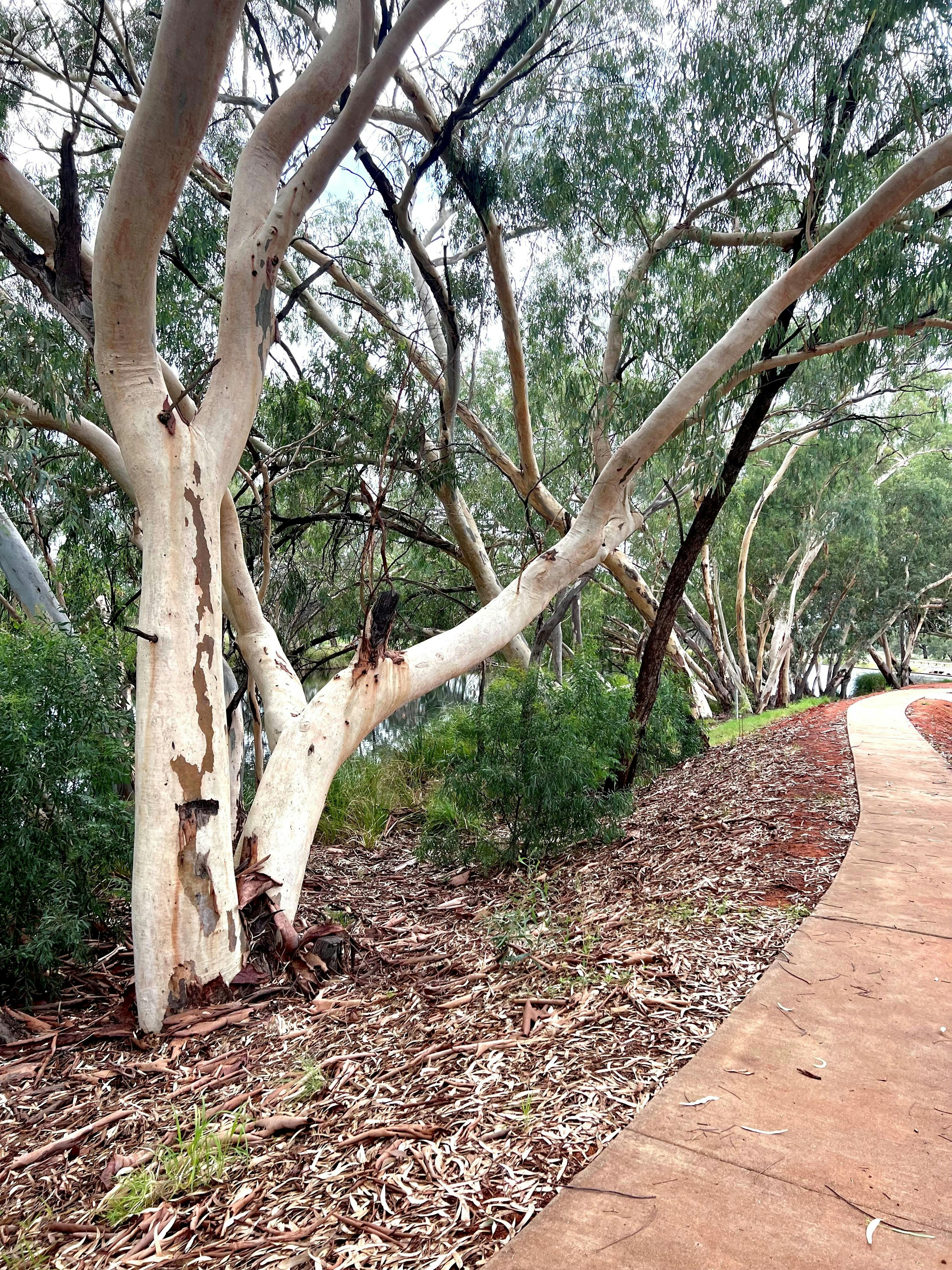 Wallam Creek River Walk