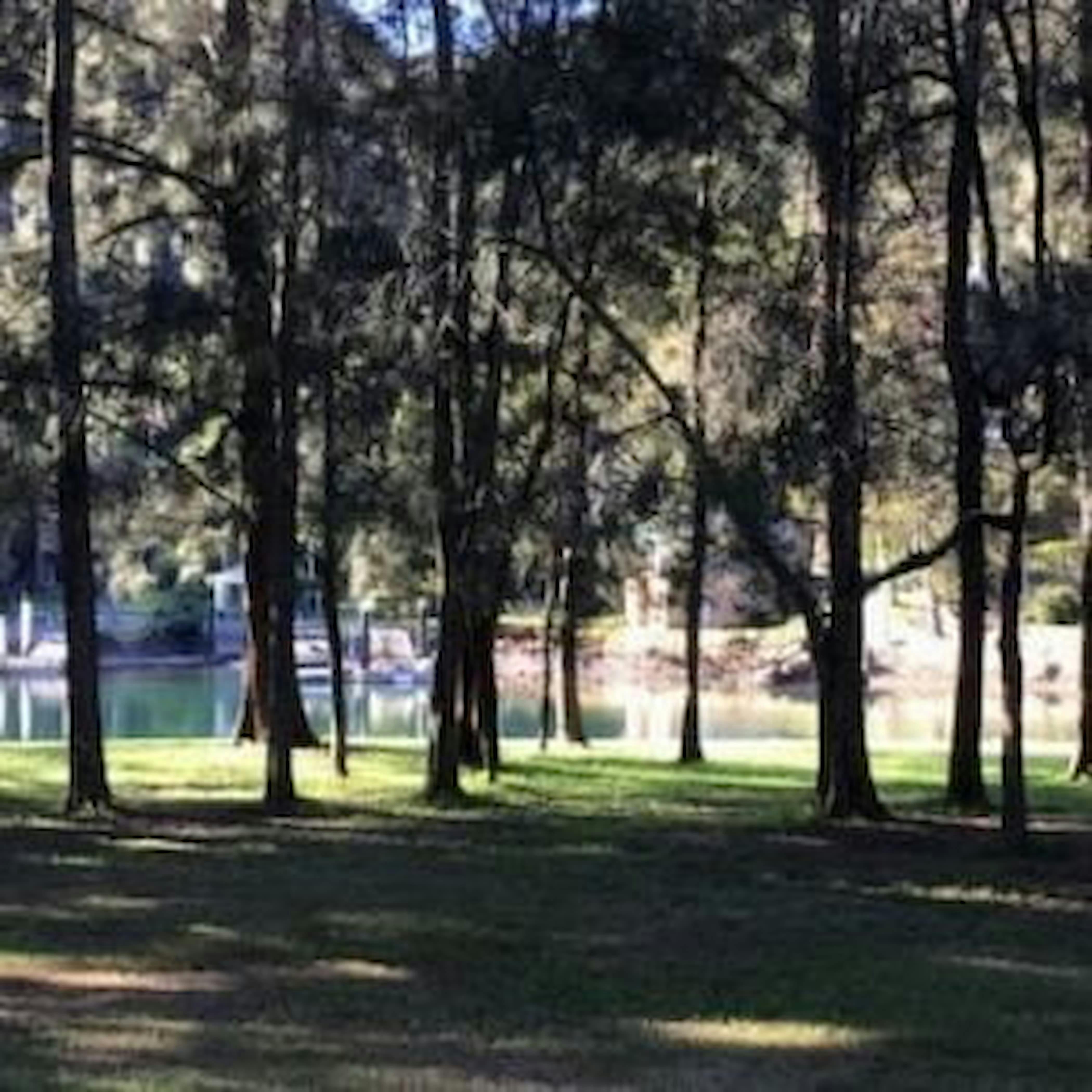 Filtered View at McCarrs Creek Reserve