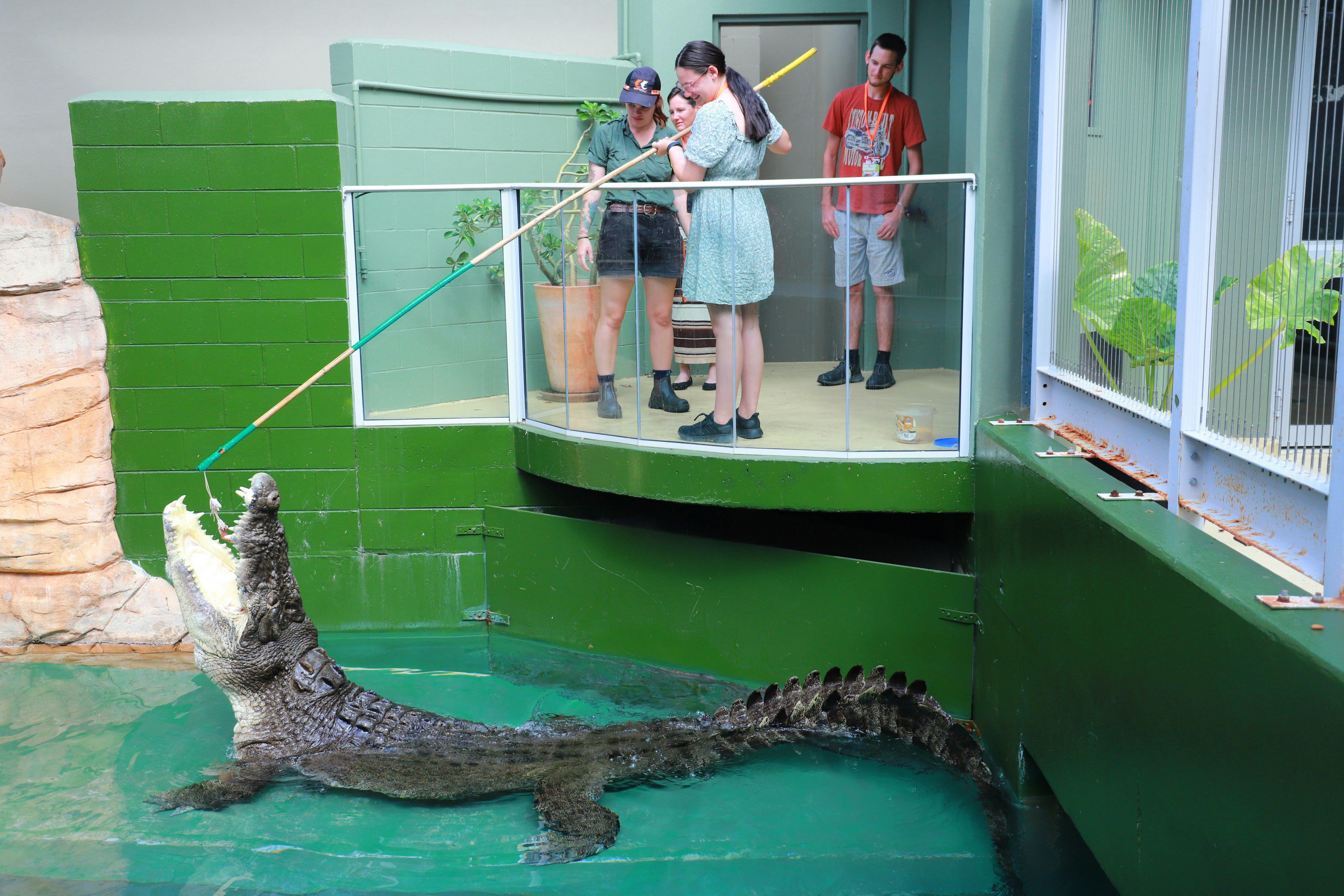 Big Croc Feed VIP Experience