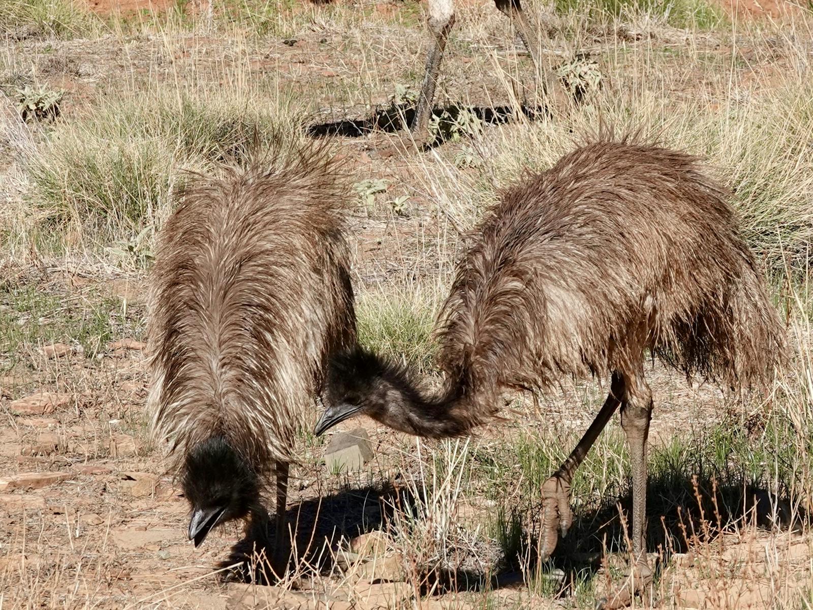 Emu