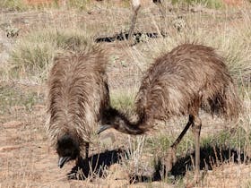 Emu
