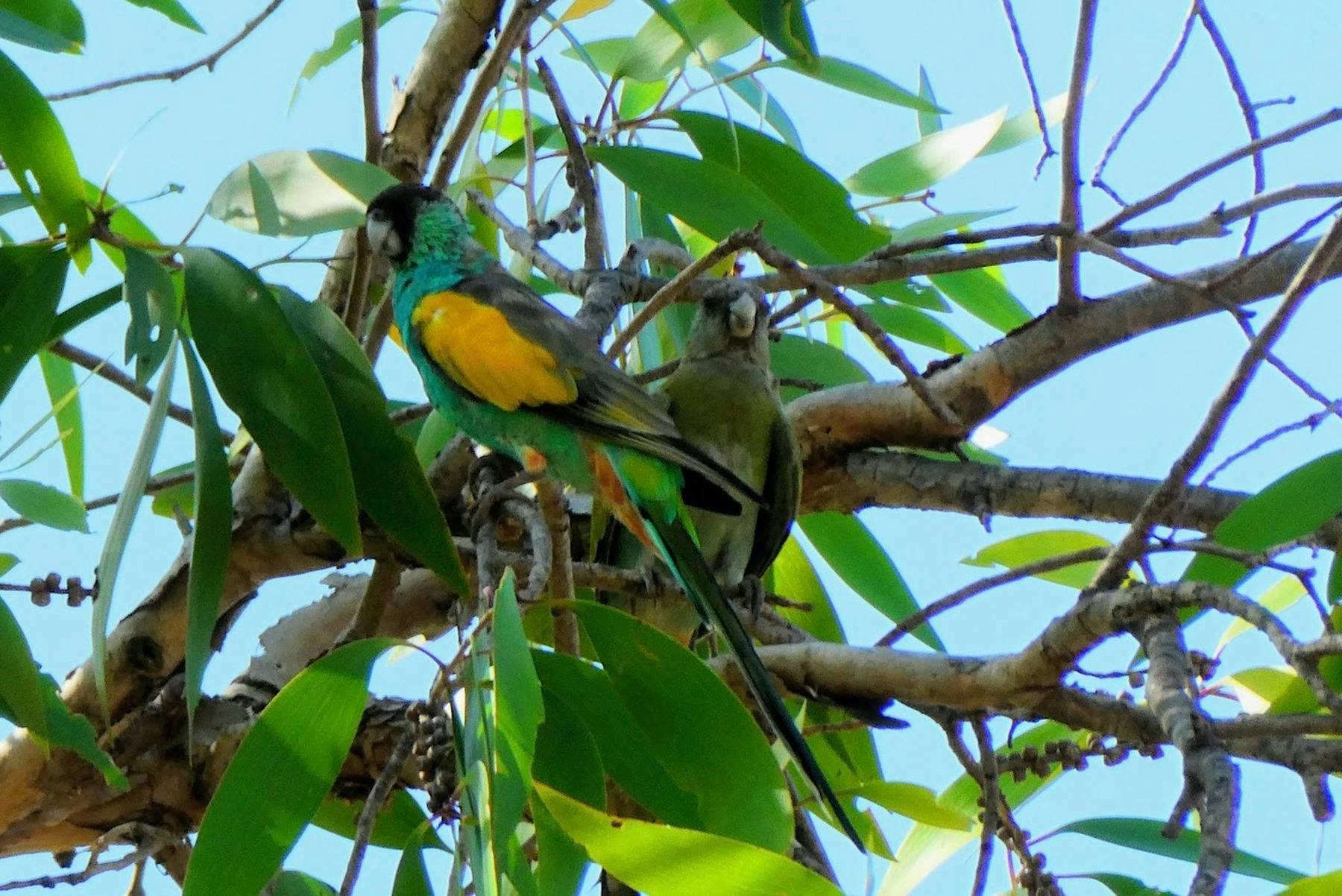 hooded_parrot_pine_creek
