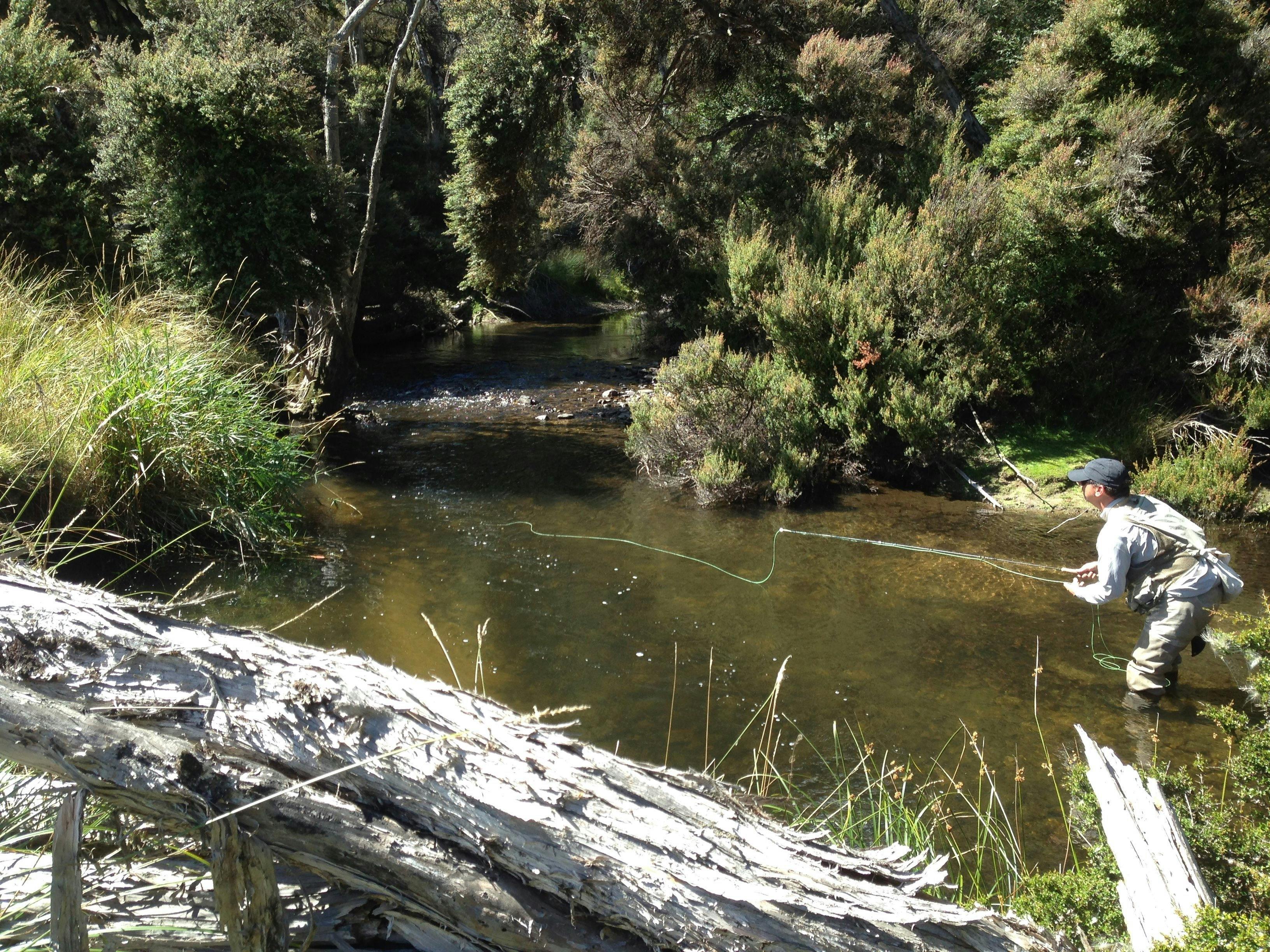 Wild brown trout, North Esk river, feeding on grasshoppers.