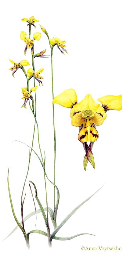 Bontancial study of delicate yellow flowers on a pristine white background