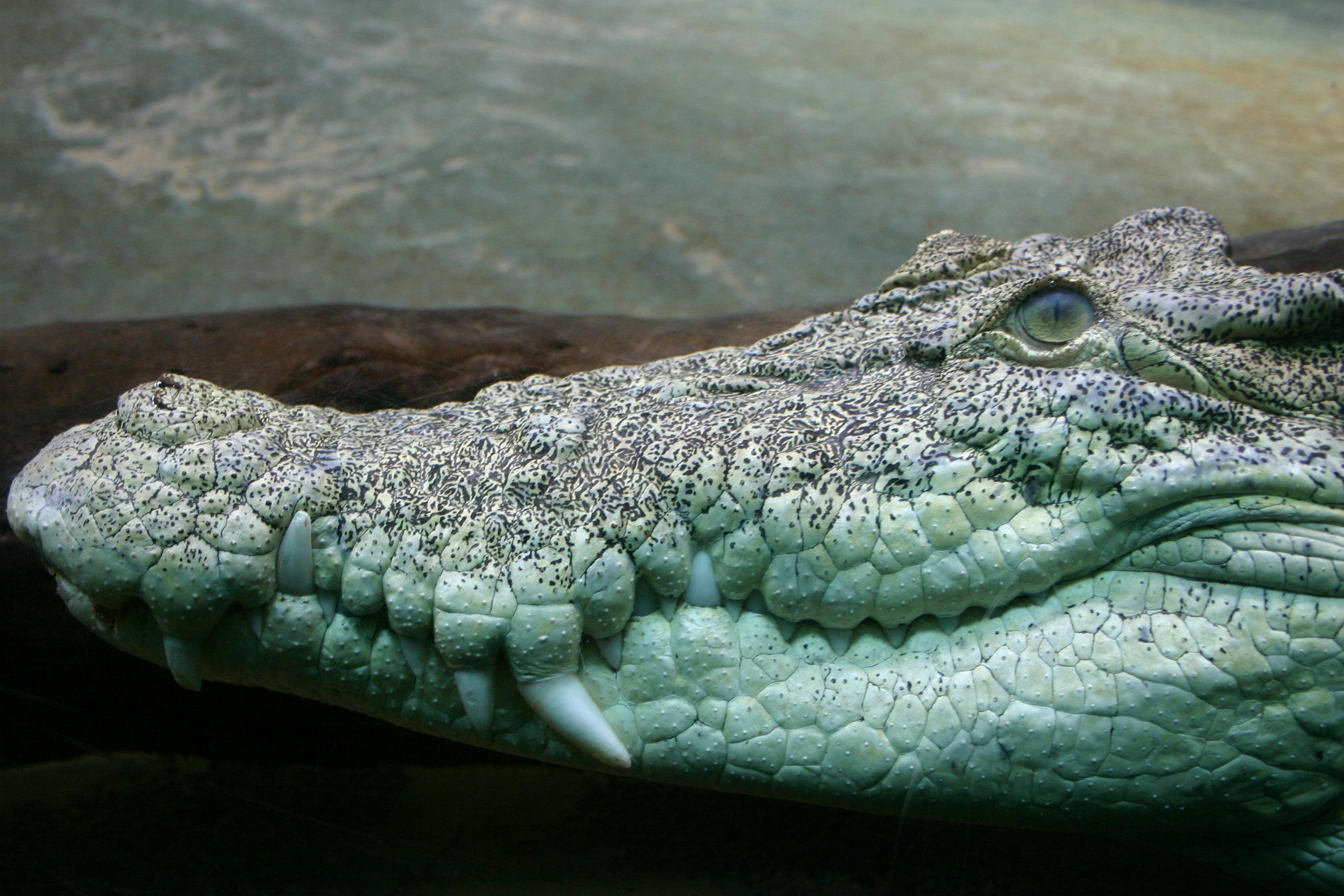 Come face to face with an iconic Top End saltwater crocodile at Territory Wildlife Park.