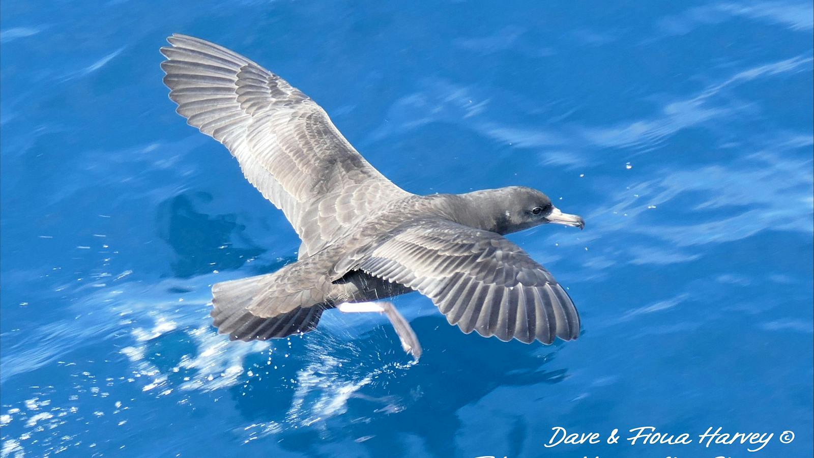 Flesh-footed Shearwater skims the water