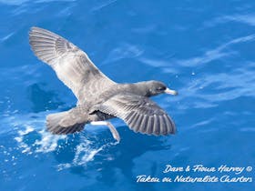 Flesh-footed Shearwater skims the water