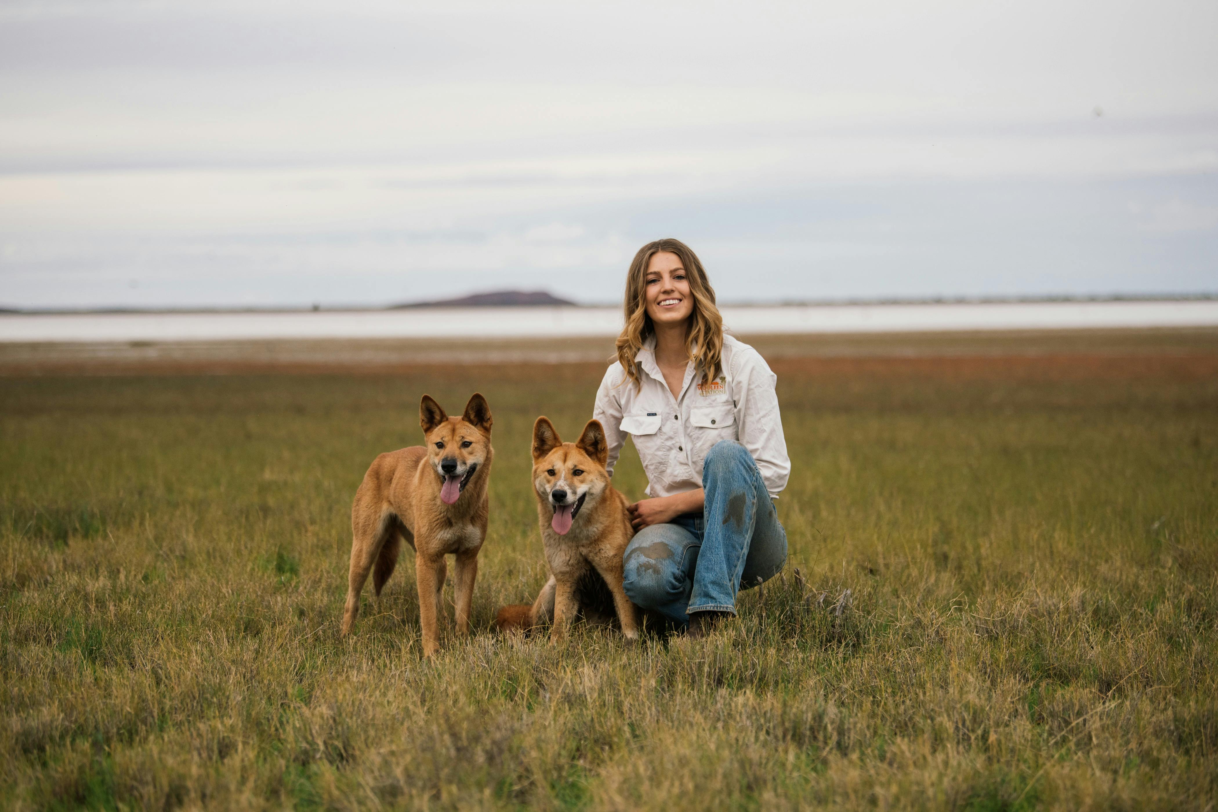 Learn more about the dingoes at Wooleen Station