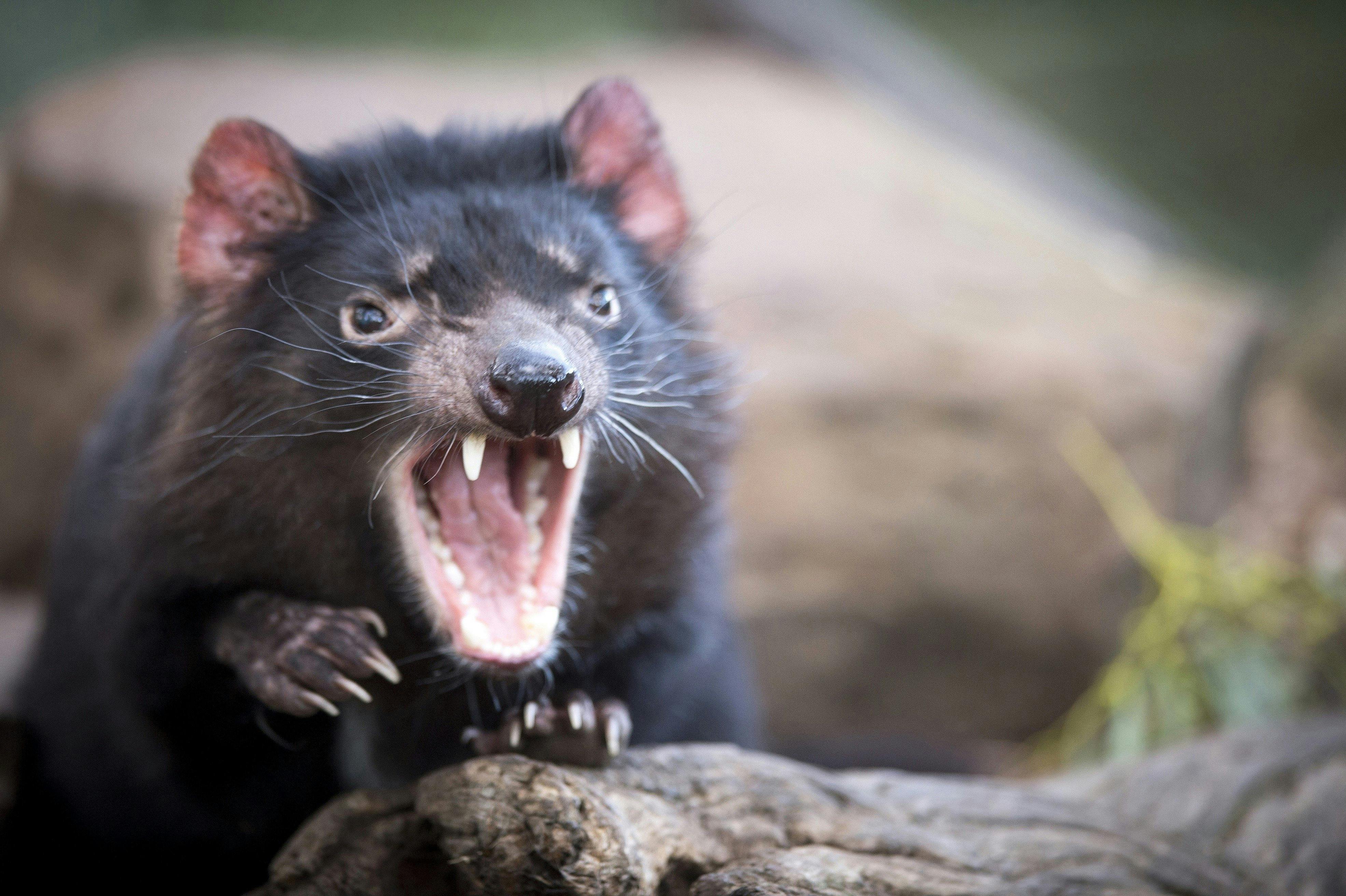 Tasmanian Devil Unzoo