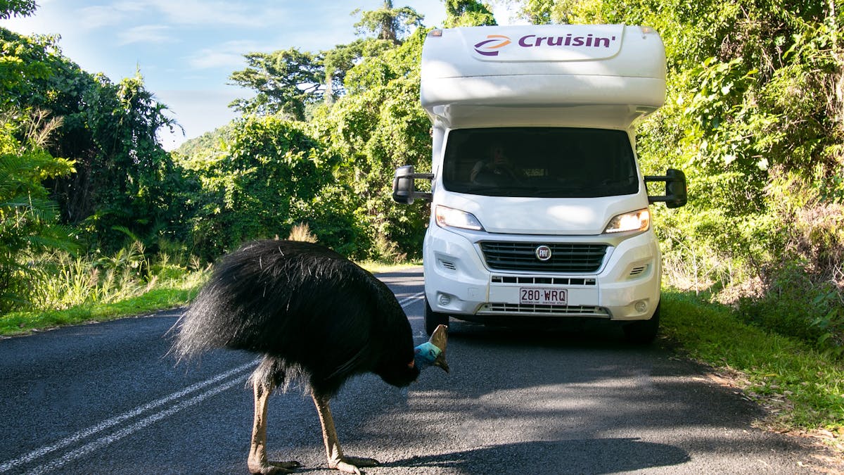 Cruisin Motorhomes Cairns Motorhome with Cassowary