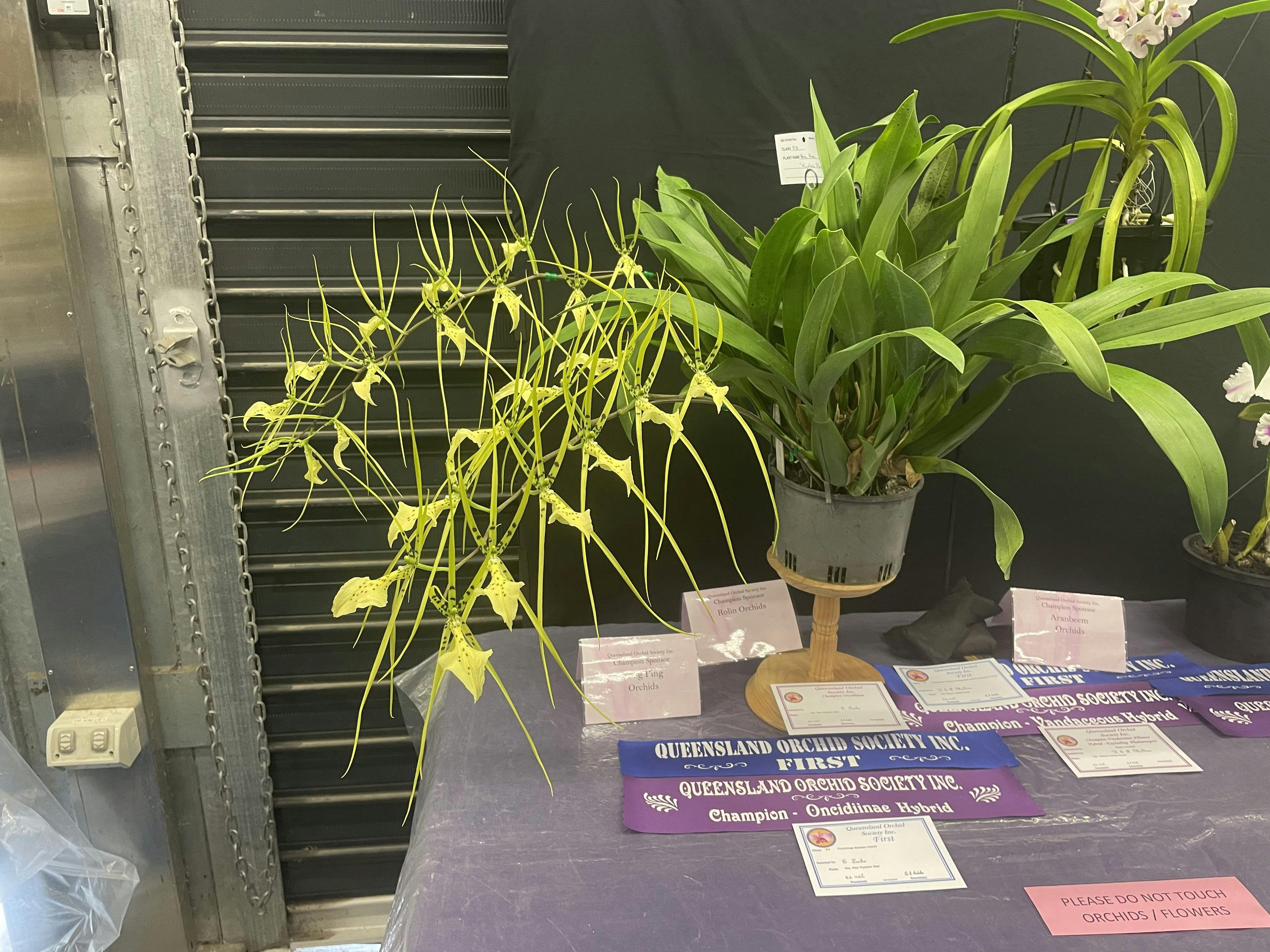 Champion Any Other Exotic Last Show