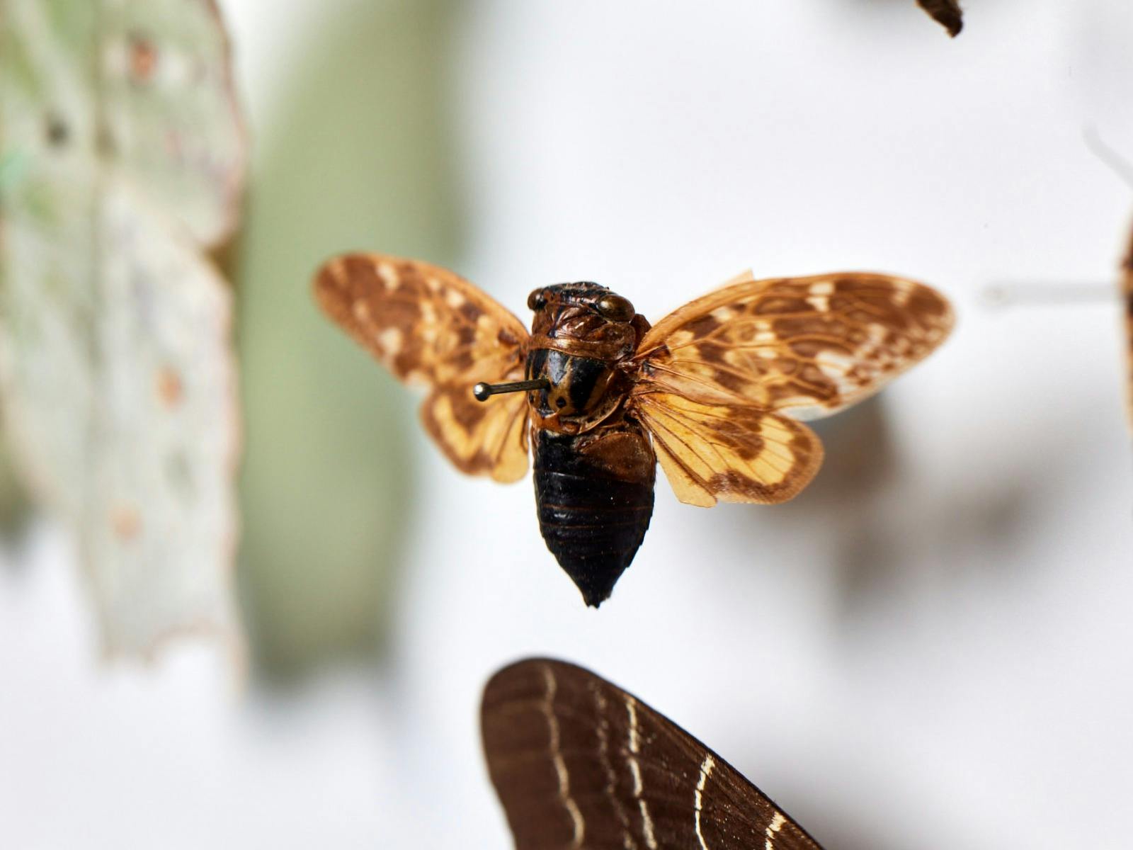 Pinned insect