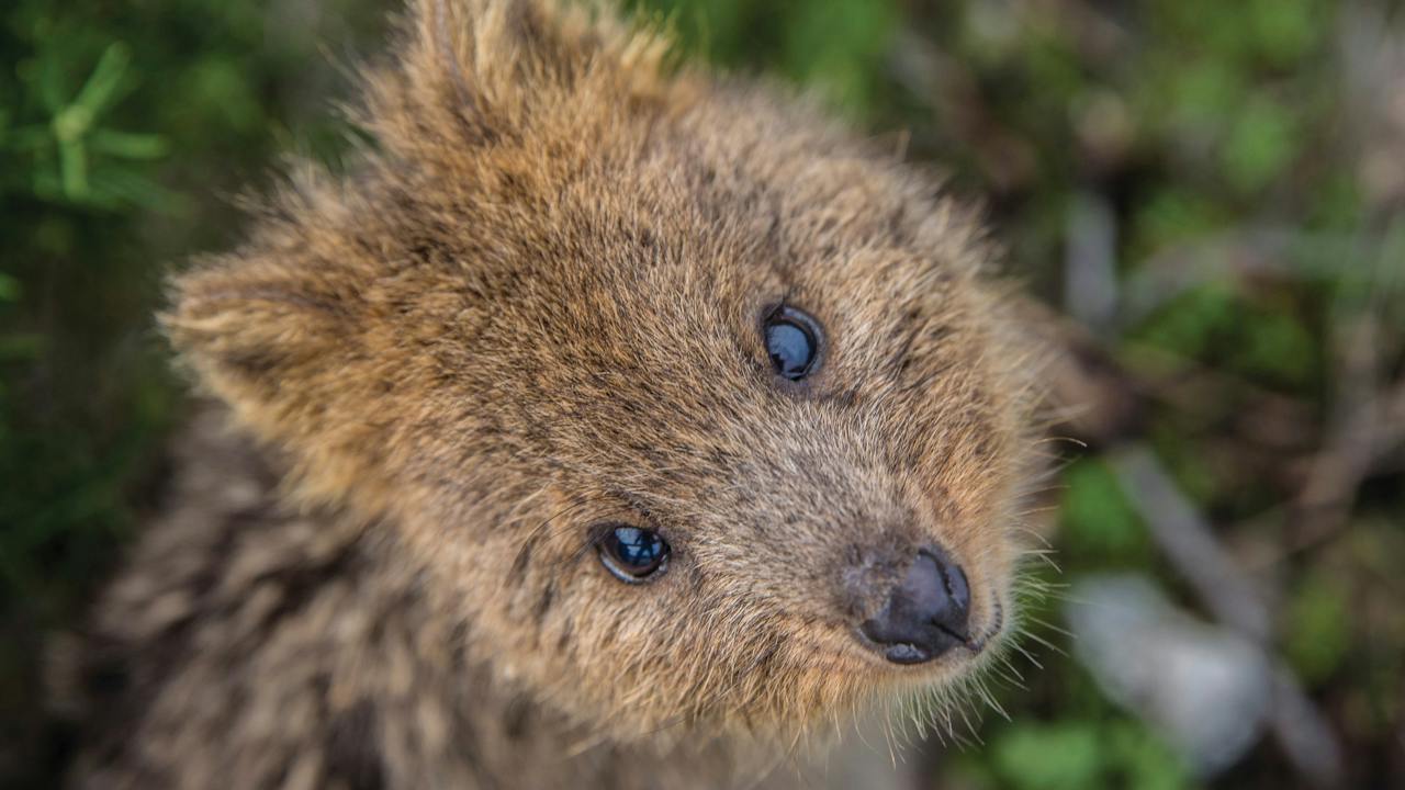 Quokkas in Rottnest Island