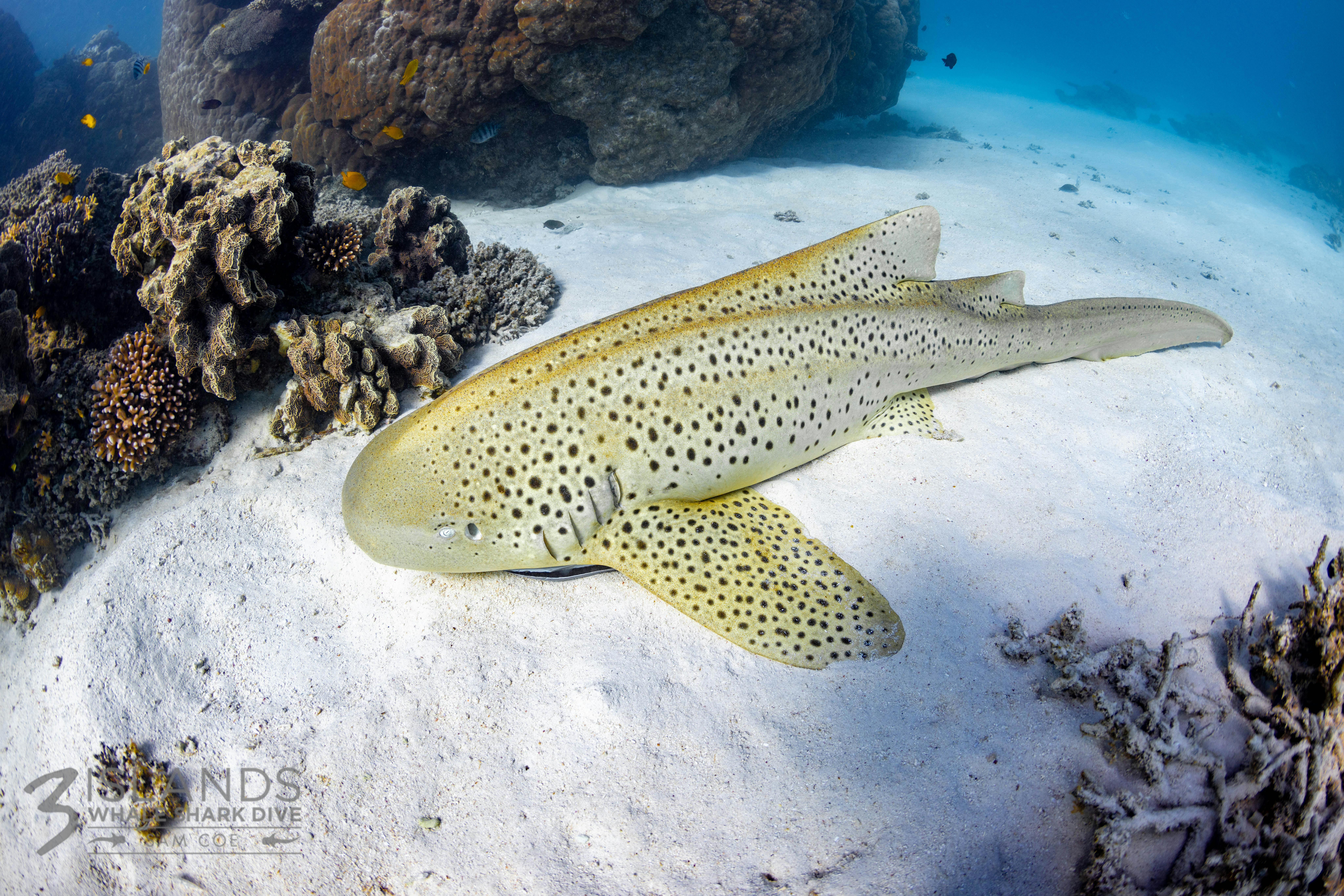 Reef snorkel treasures