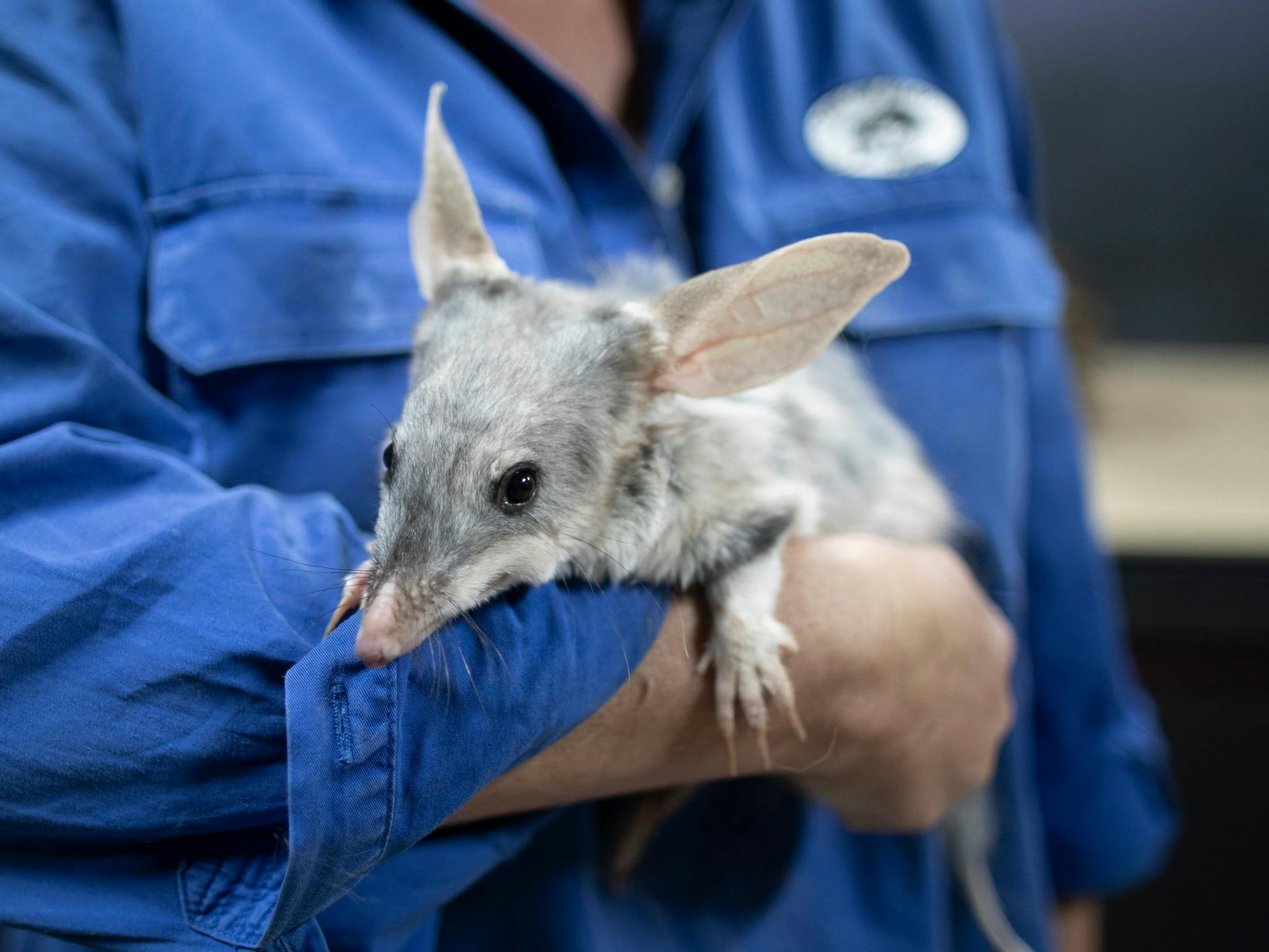 Charleville Bilby Experience Charleville Bilby Experience