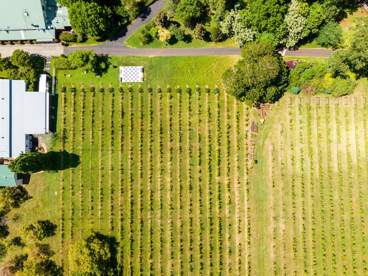 Vineyard Queensland Vineyard Queensland
