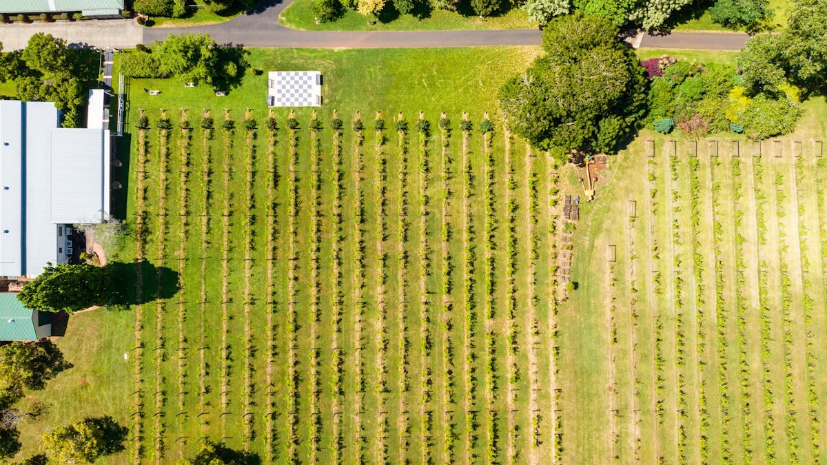 Vineyard Queensland