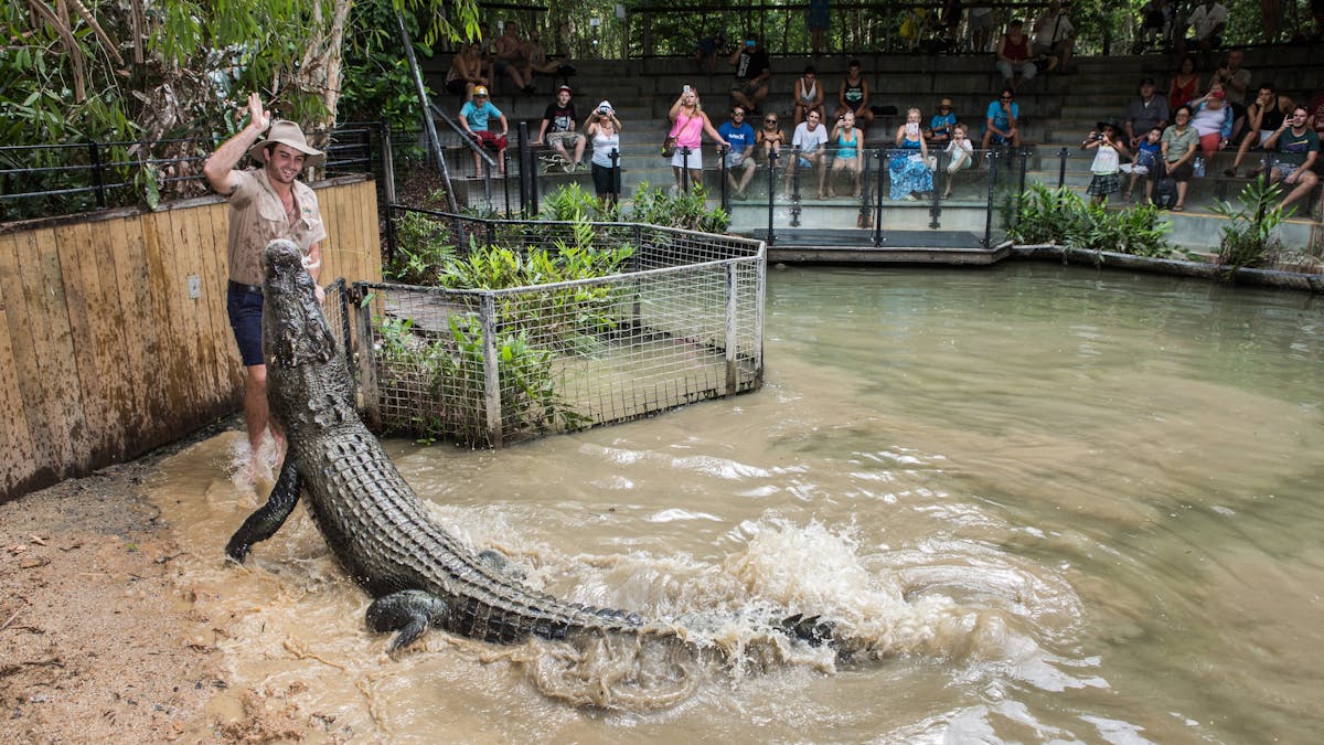 Hartley's Crocodile Attack Show