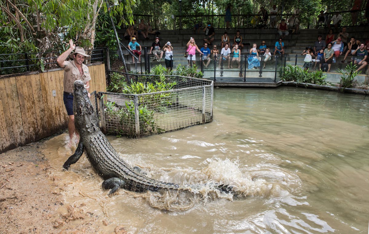 Hartley's Crocodile Attack Show