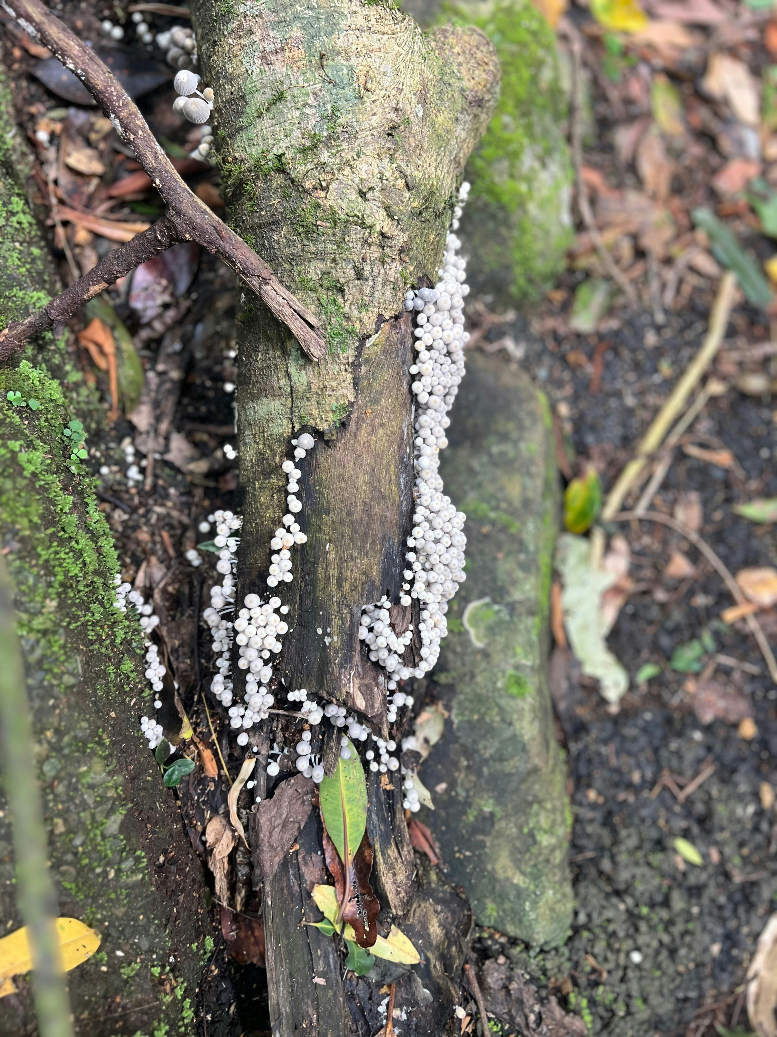 Springbrook and Tamborine Adventure