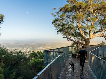 Young man walking his dog along a treetop boardwalk Young man walking his dog along a treetop boardwalk