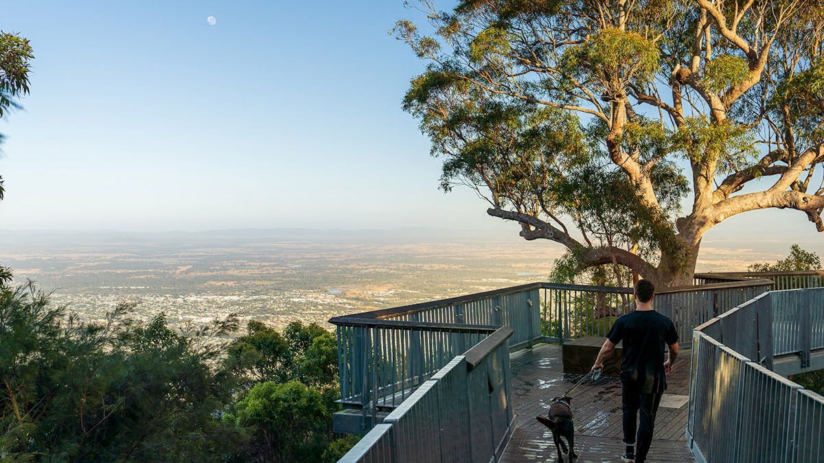 Young man walking his dog along a treetop boardwalk