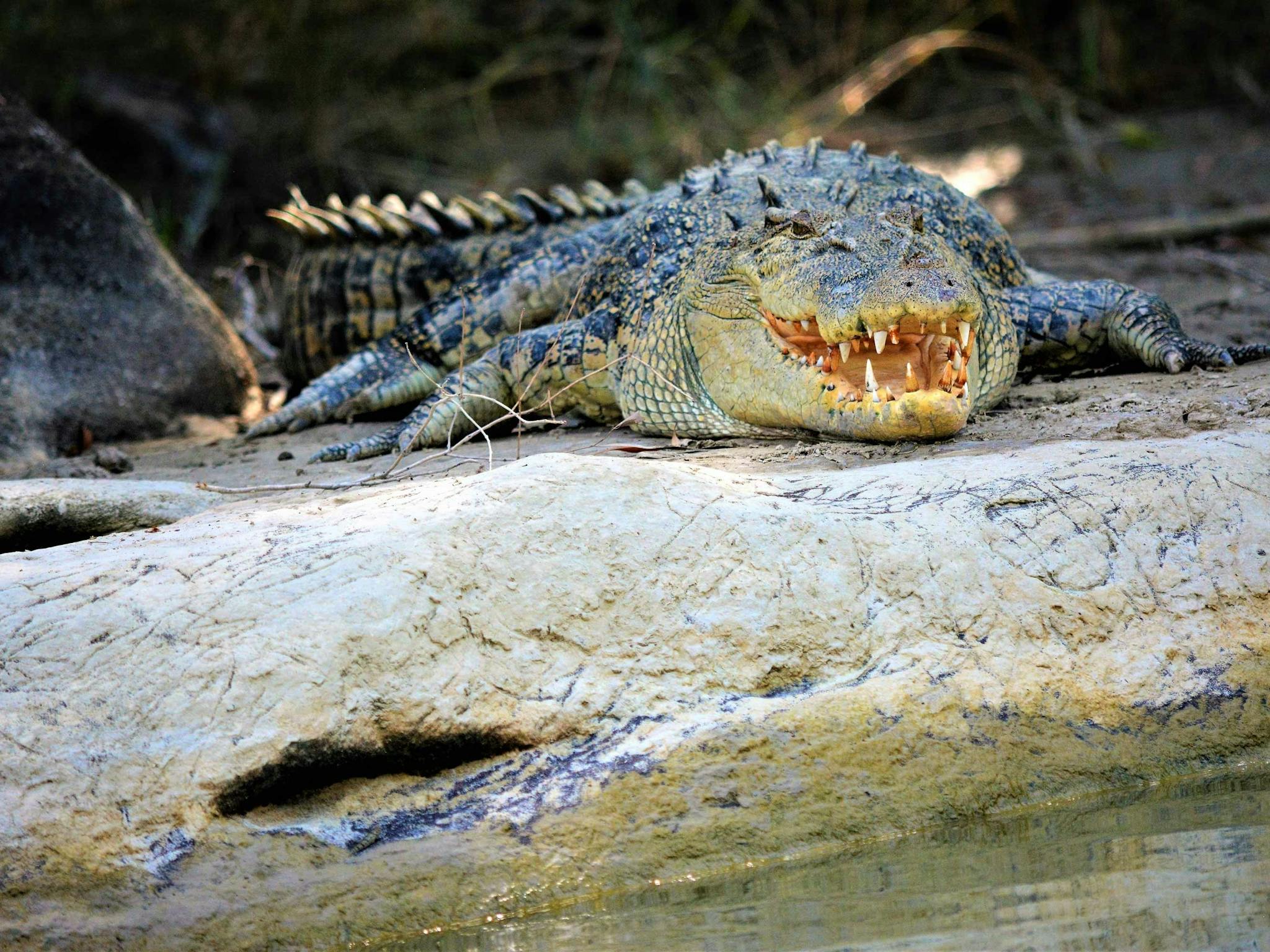 estuarine crocodiles in the NT. Wildlife in the natural settings to admire and appreciate