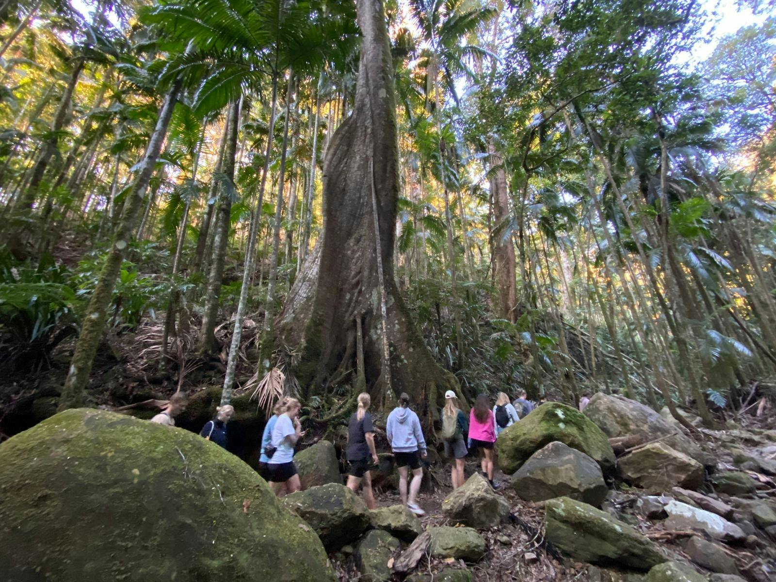 Rainforest