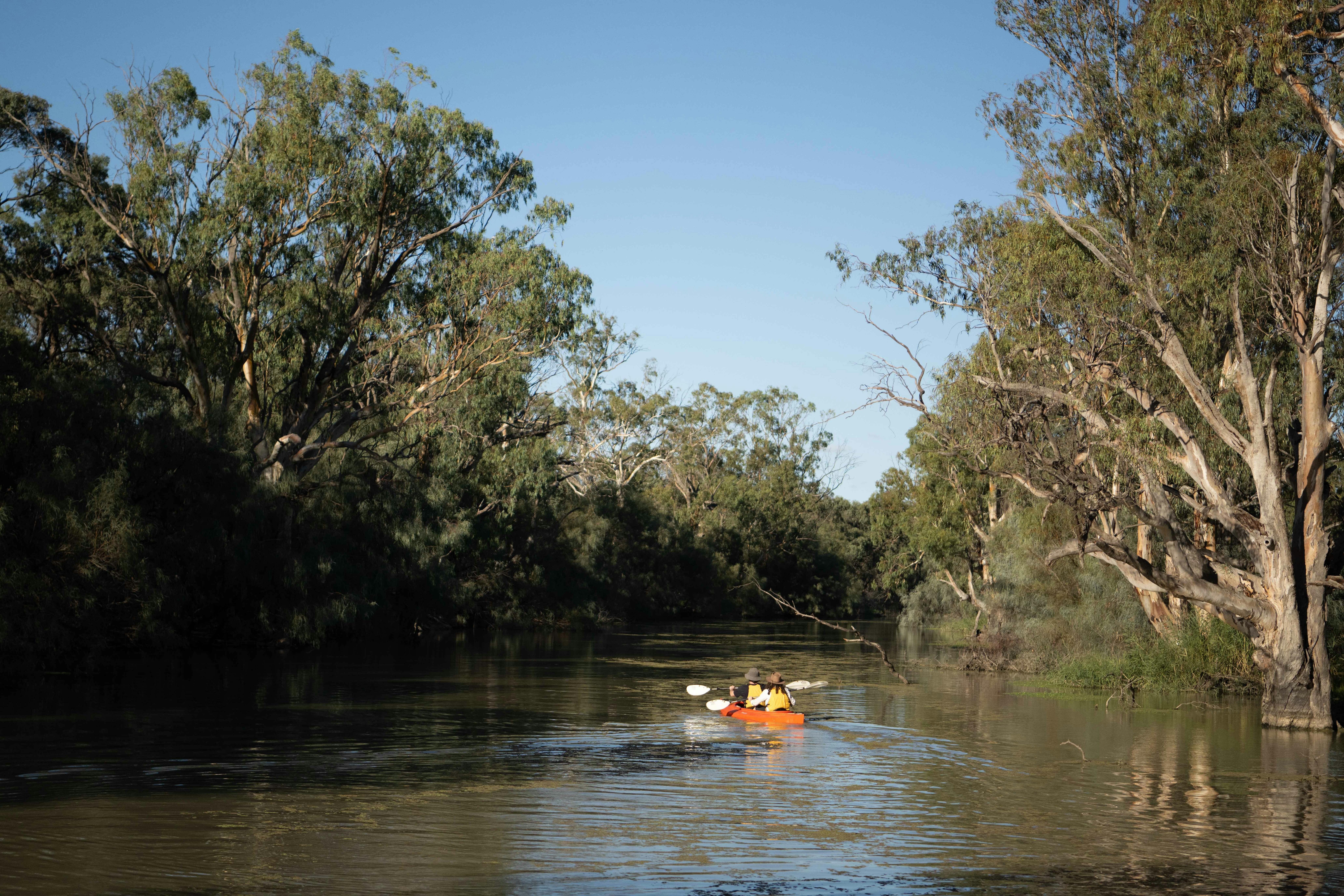 Canoeing along quiet creeks on the Murray River