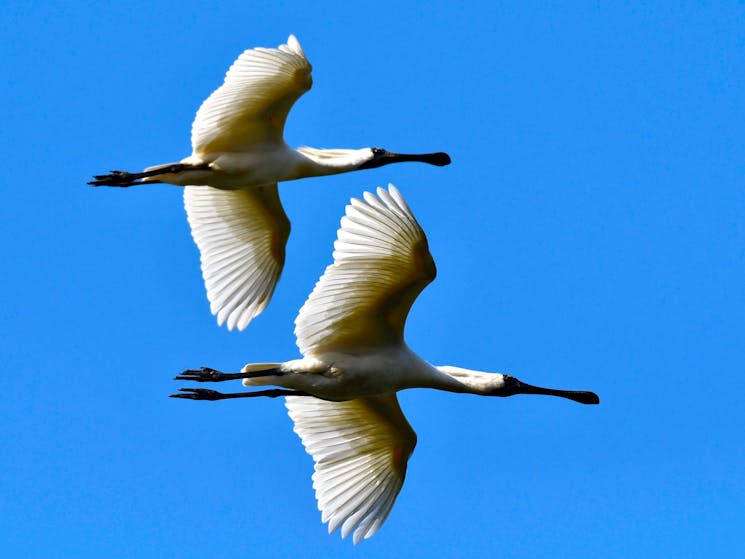 Royal Spoonbills