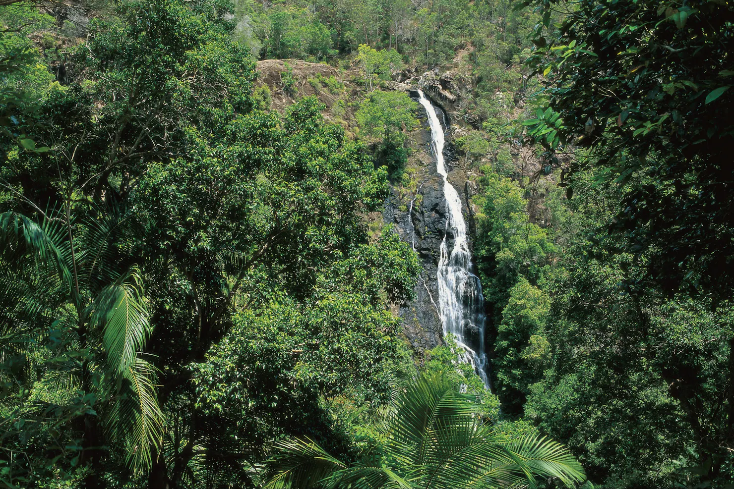 View of Mapleton Falls in rainforest.