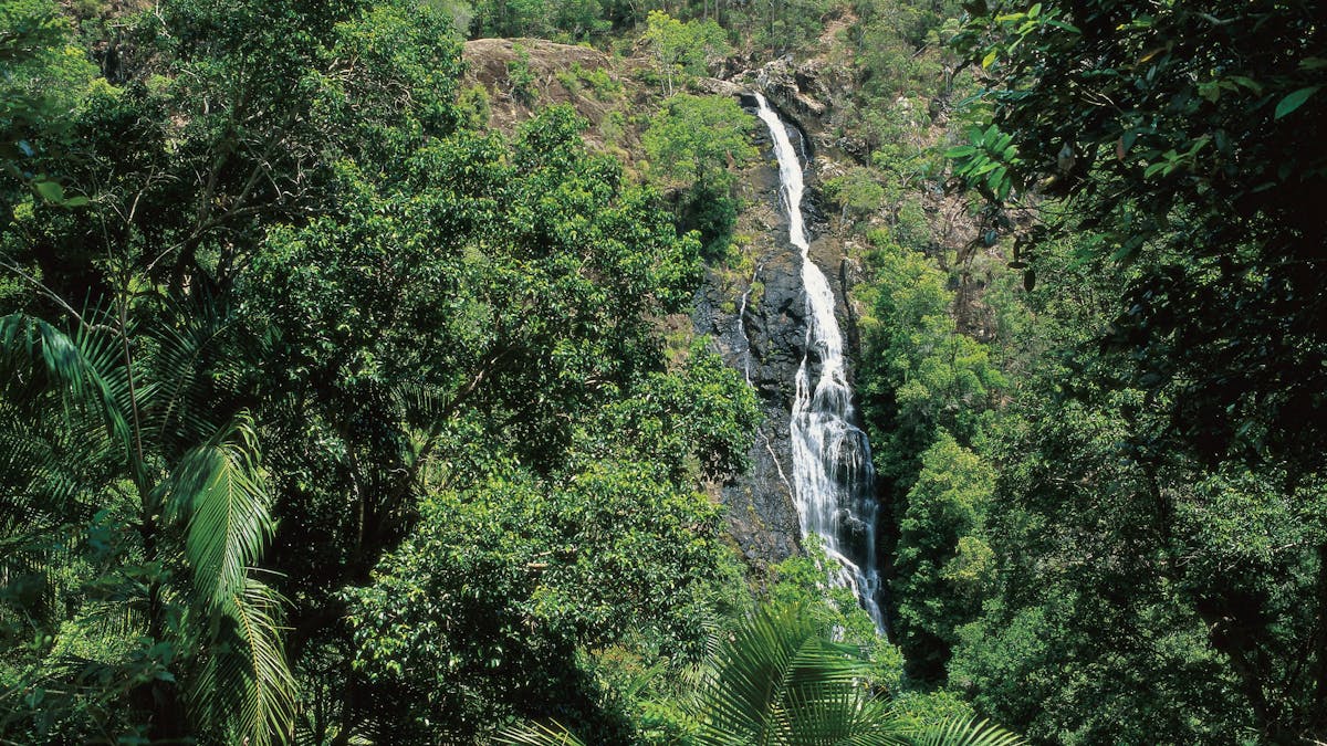 View of Mapleton Falls in rainforest.