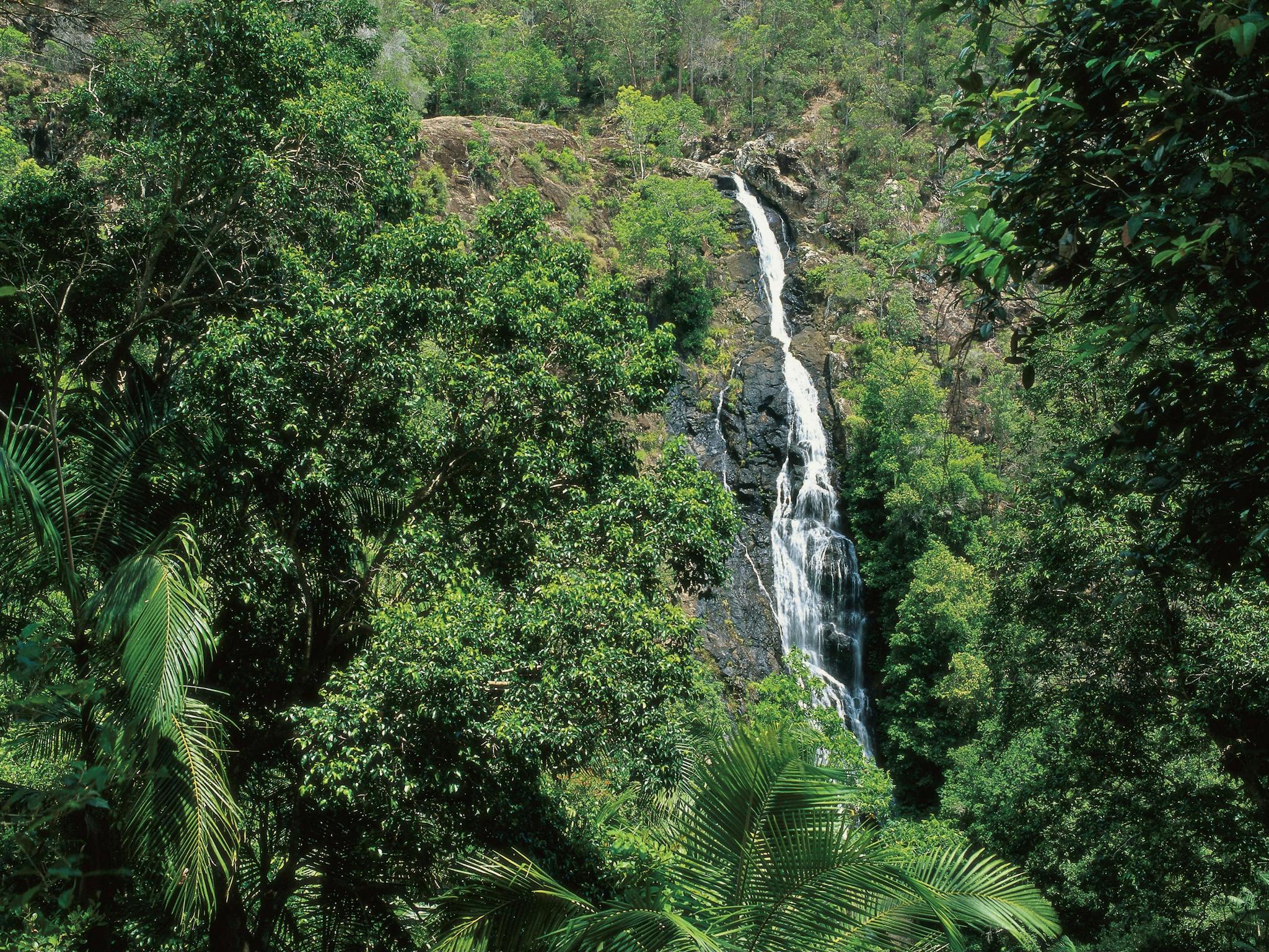 Mapleton Falls National Park | Attractions | Queensland
