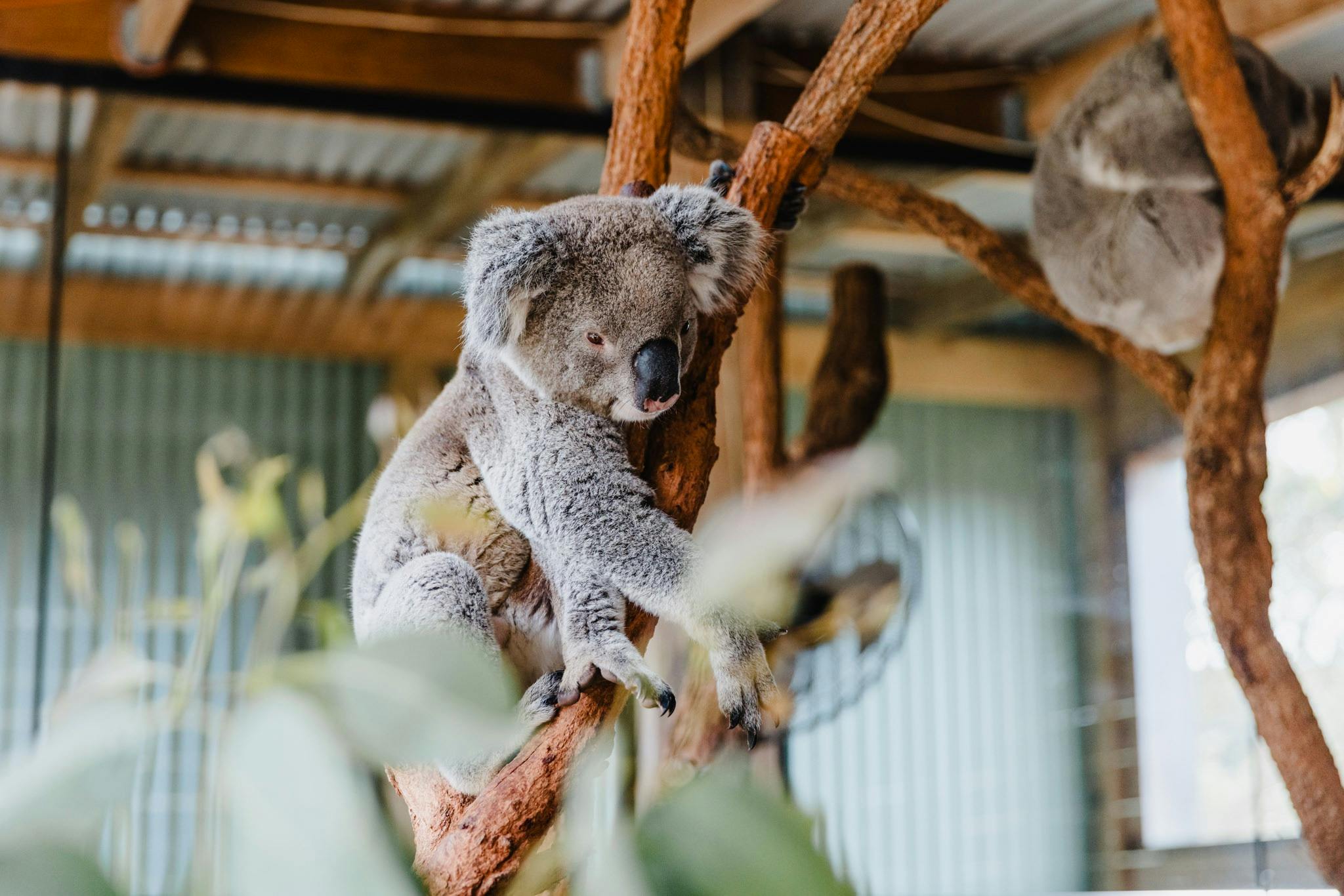 Koala sleeping in a tree
