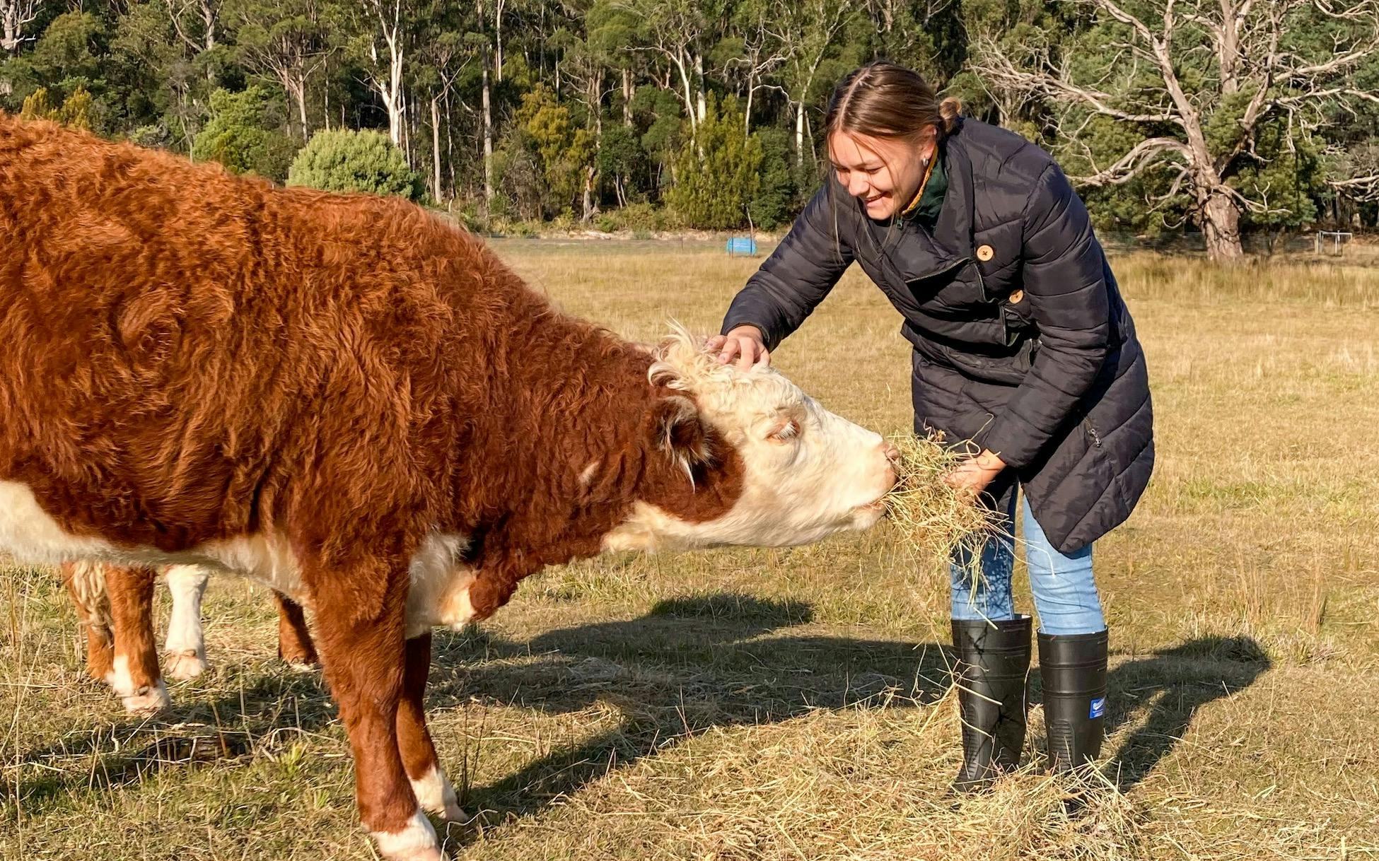Lady feeding cow