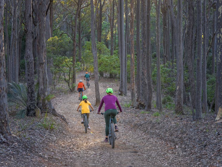 Cyclists wearing colourful clothing riding through towering trees in Mimosa Rocks National Park