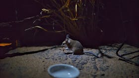 Julia Creek Dunnart