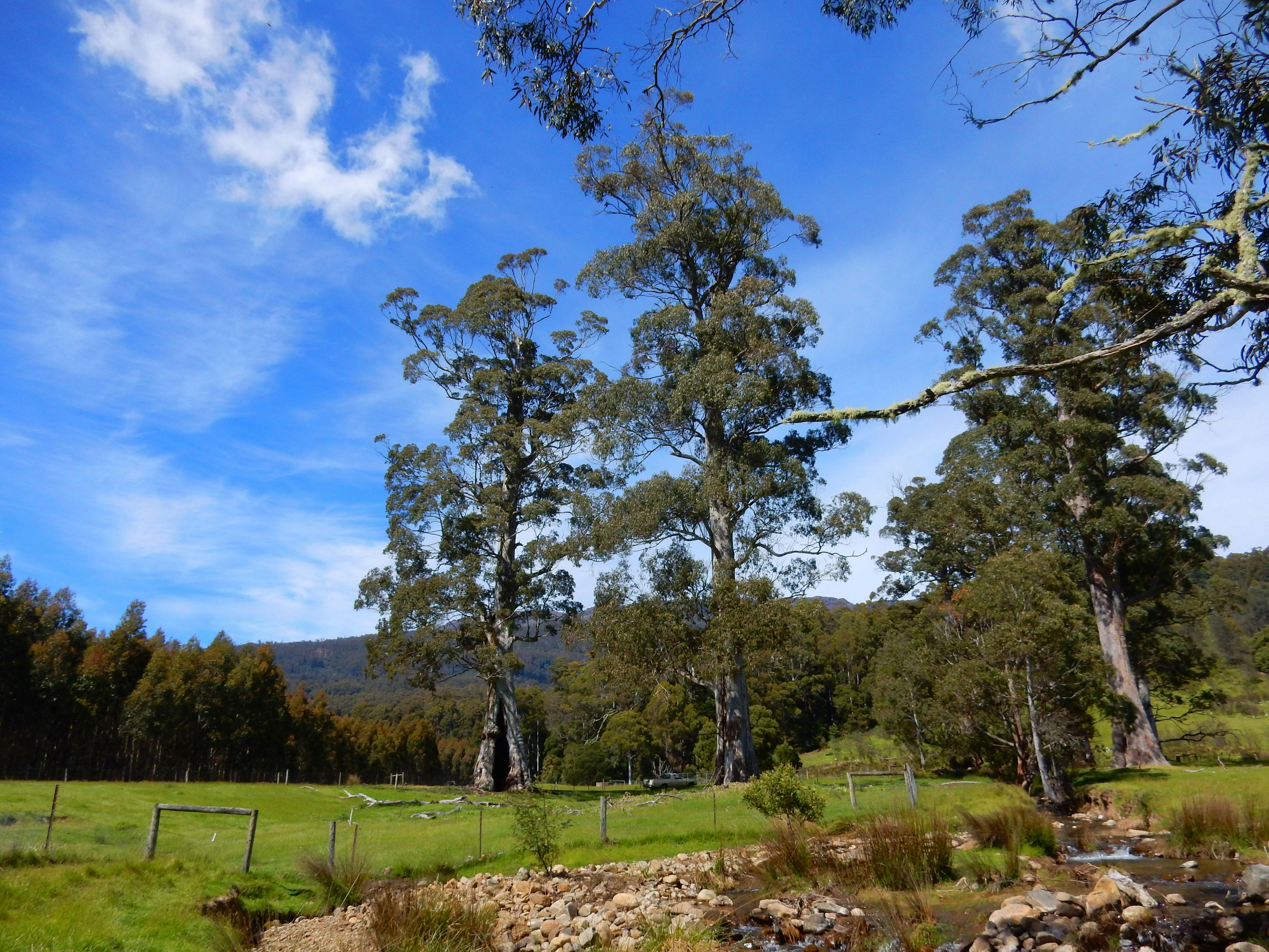 Shelter trees served Aboriginal groups when bad weather sets in